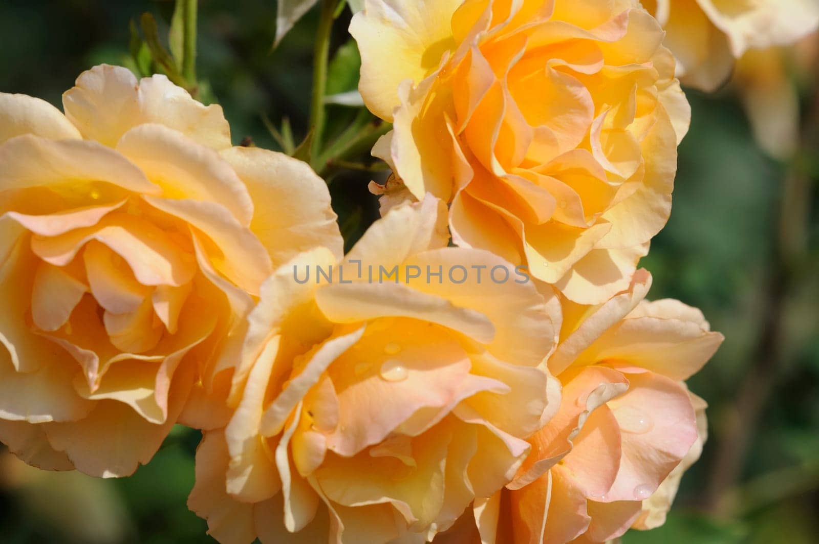 Roses