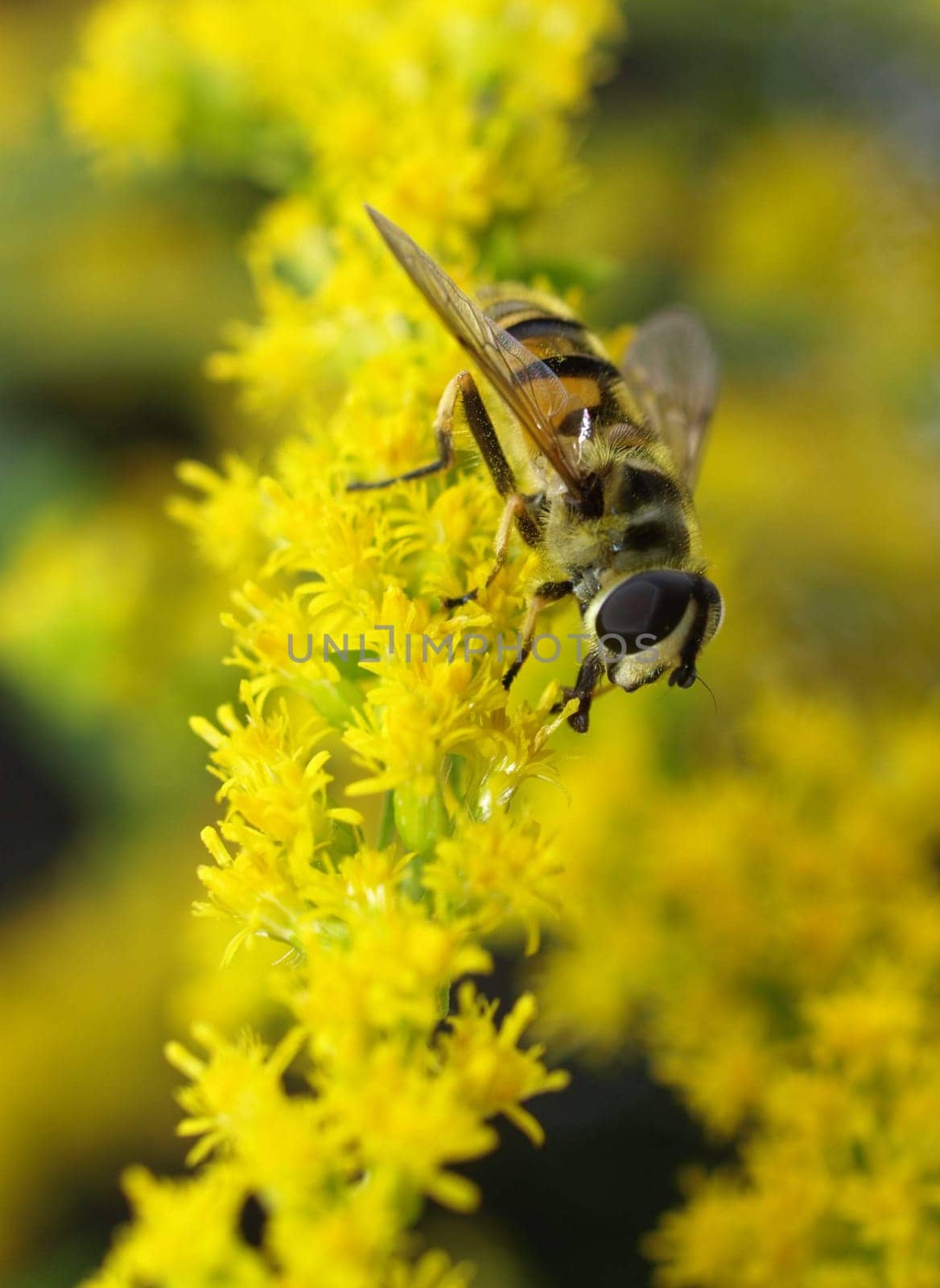 Floating fly on Goldraute