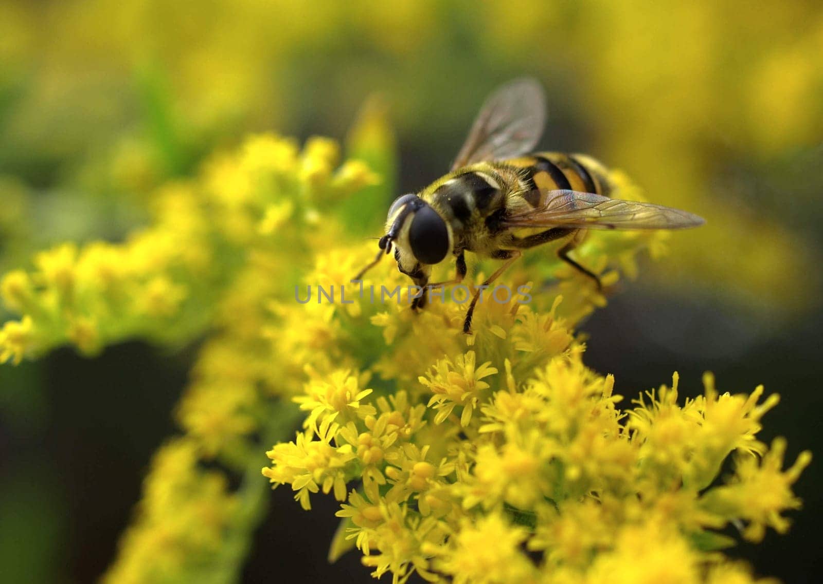 Floating fly on gold rod