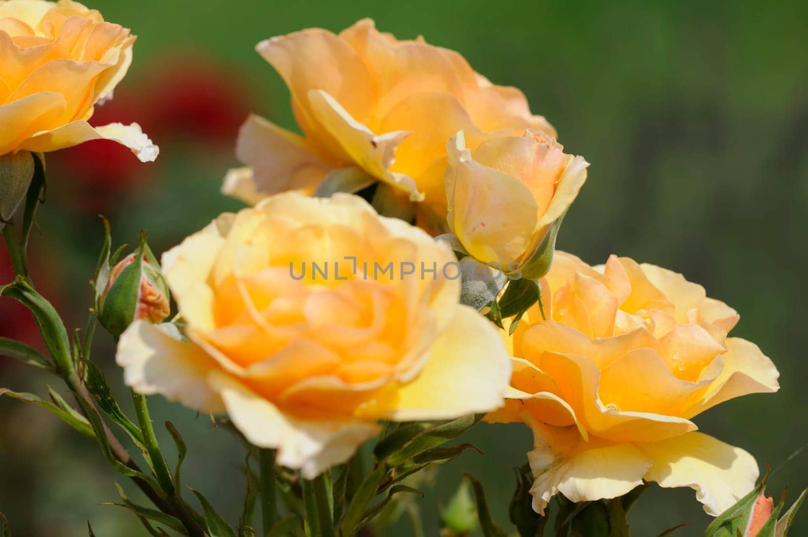 Roses