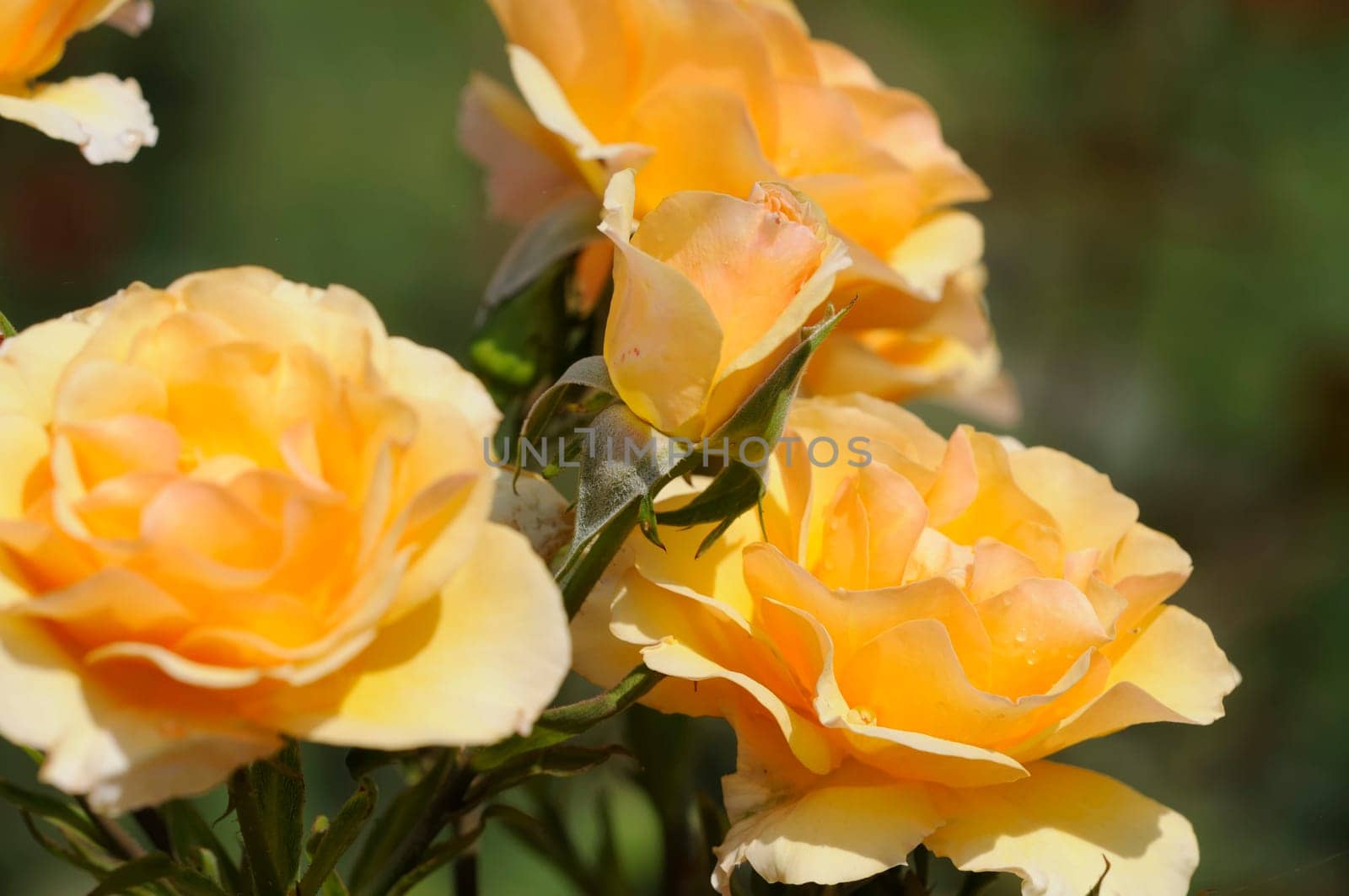 Roses