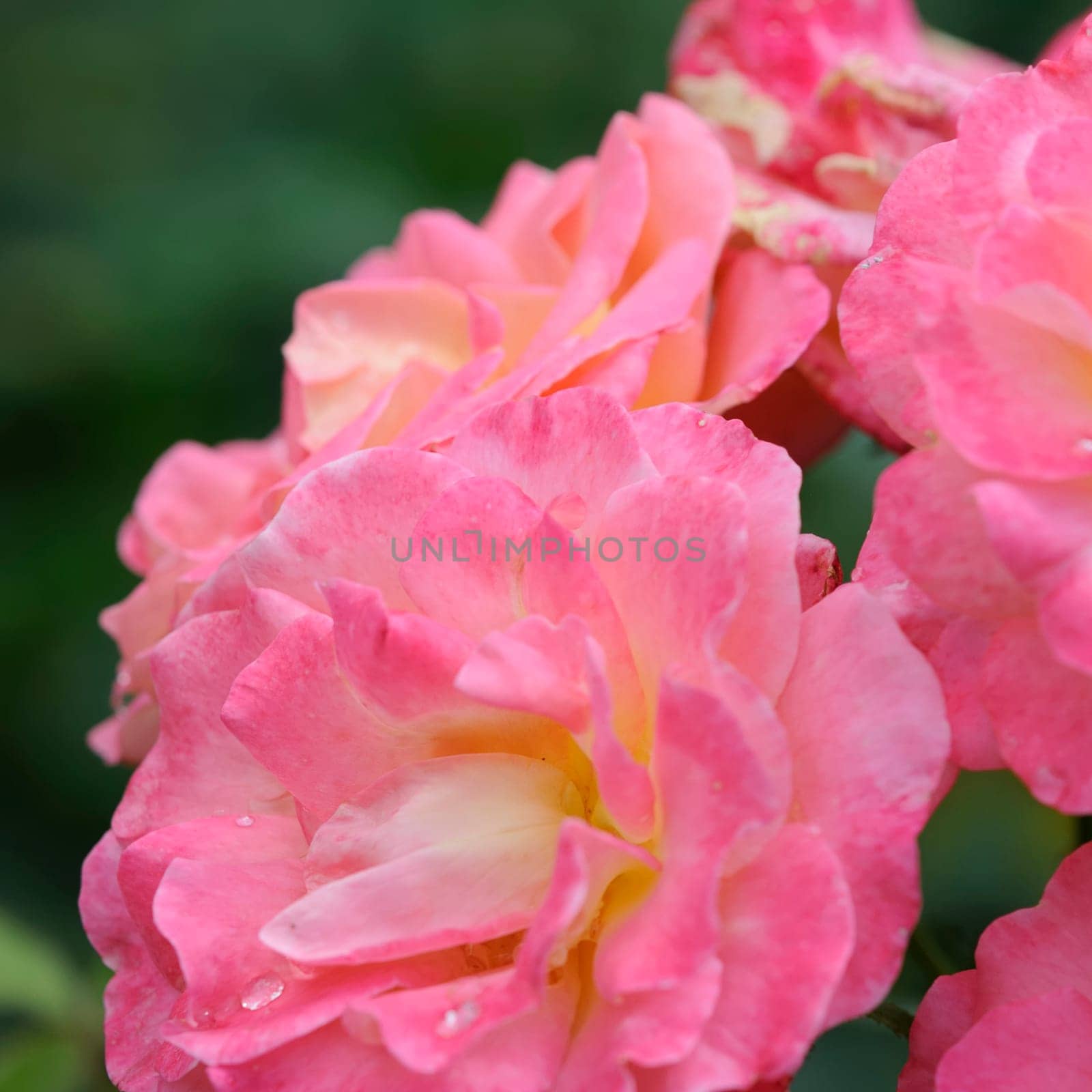 Roses