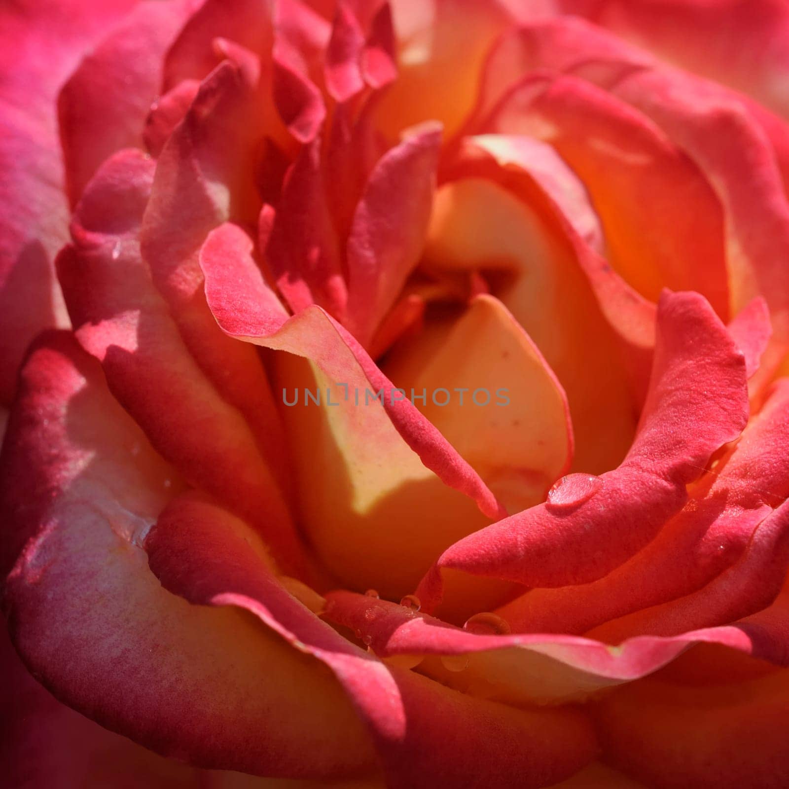 Roses