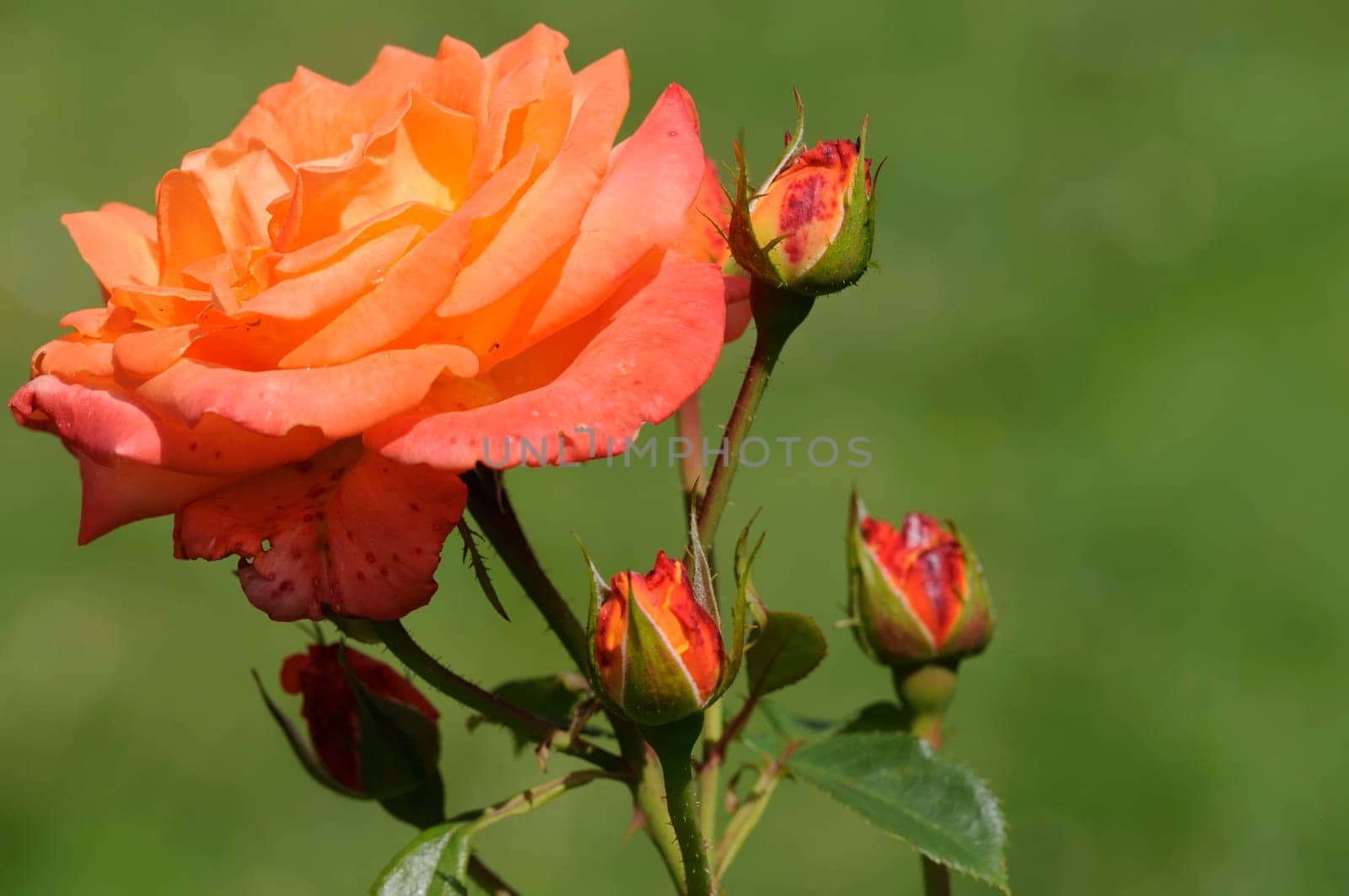 Roses