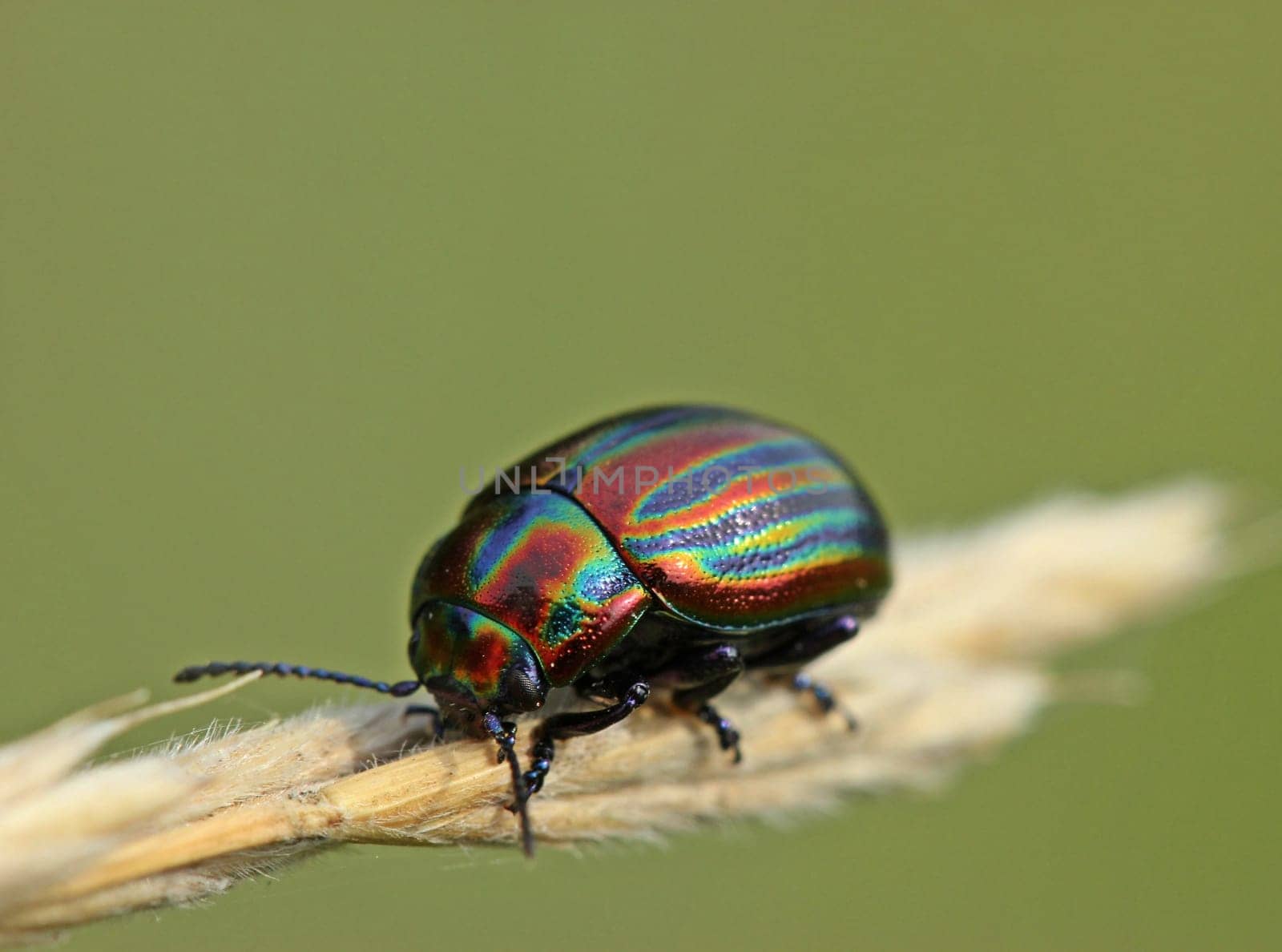 Rainbow leaf beetle (Chrysolina cerealis) on grass stalk