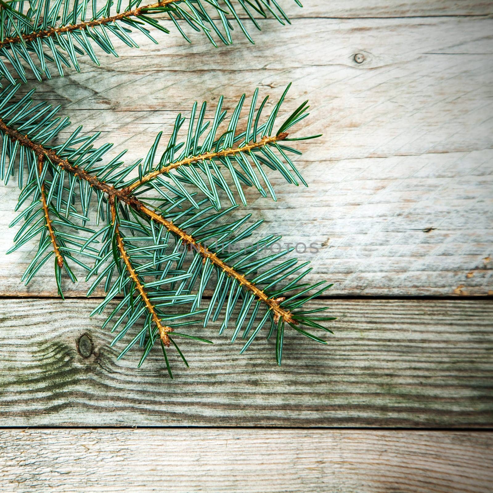 Pine branch extending from the top left corner on a rustic wooden board background with woodgrain texture and copyspace, square format