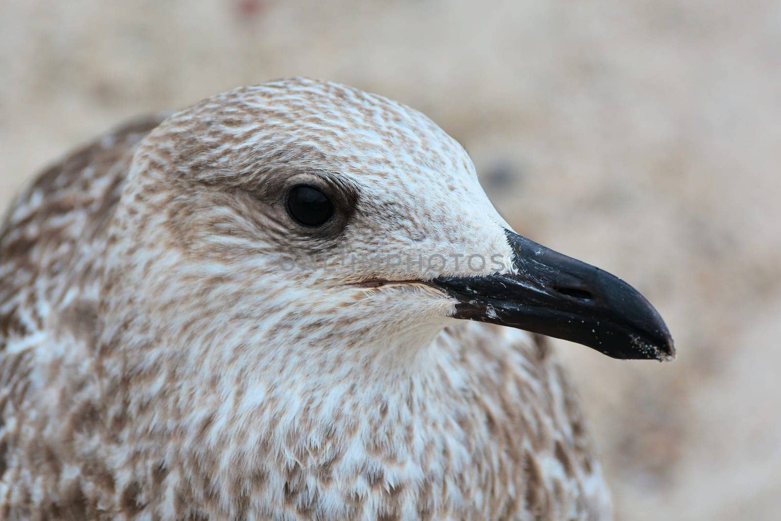 Seagull on the beach