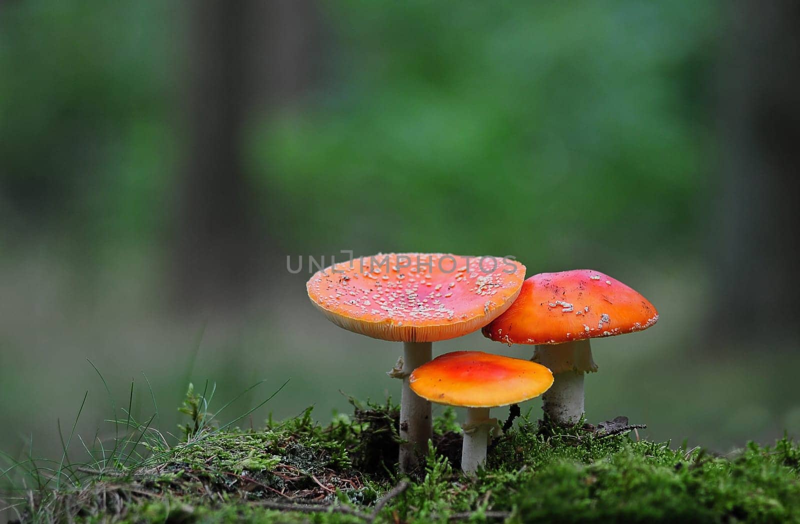 Fly mushrooms