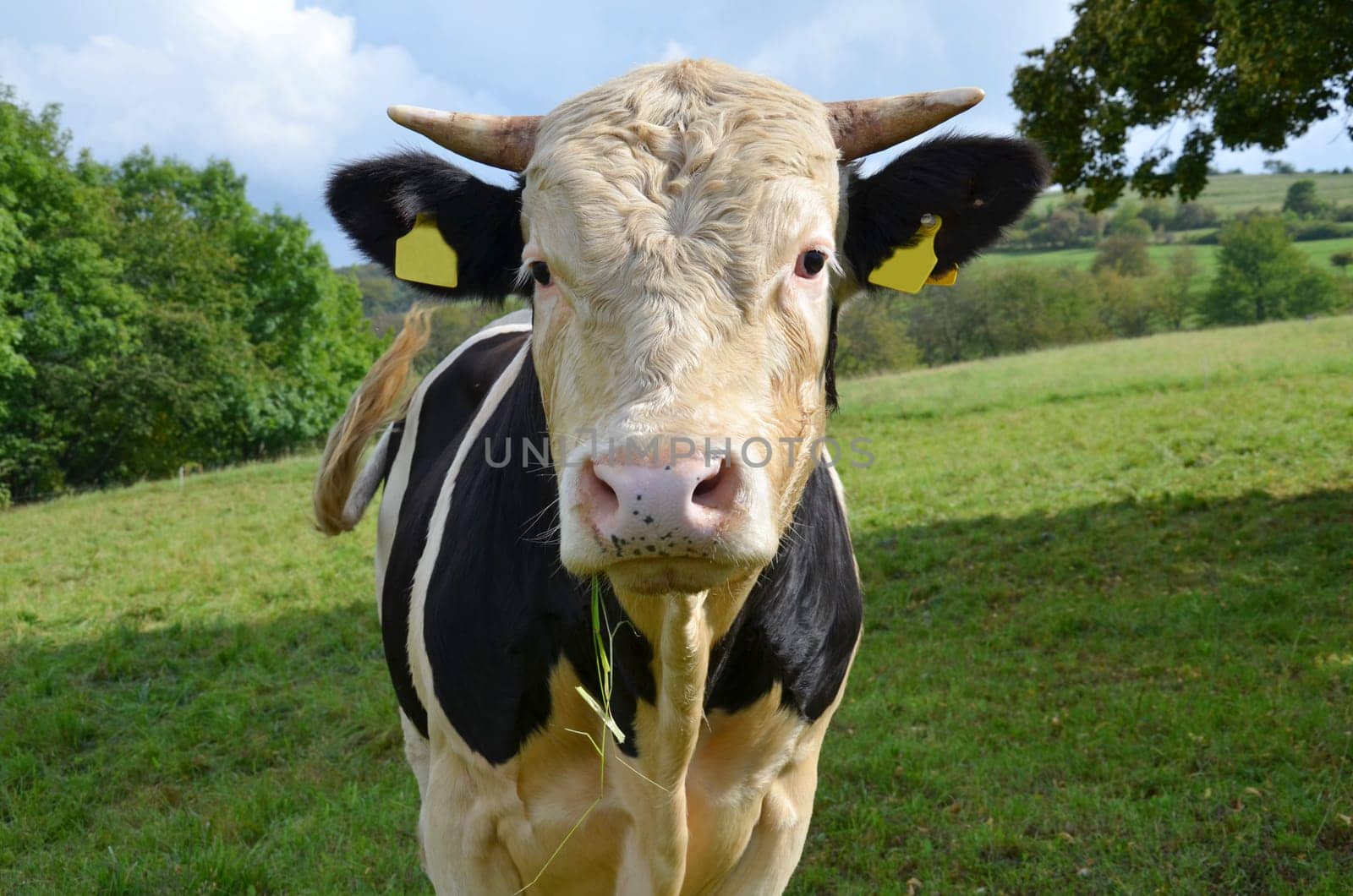 A bull in the pasture