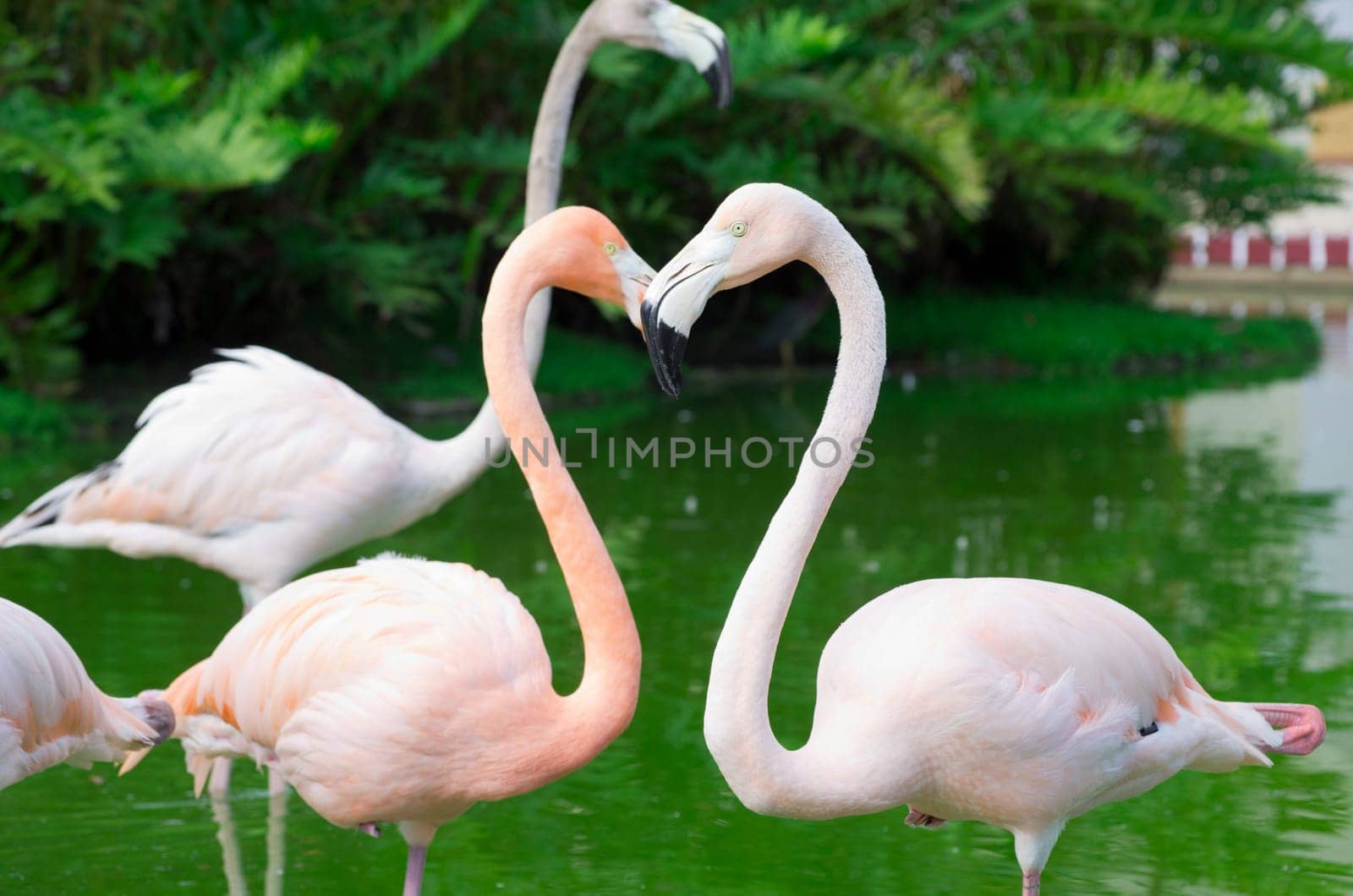 Image of four flamingos in the water
