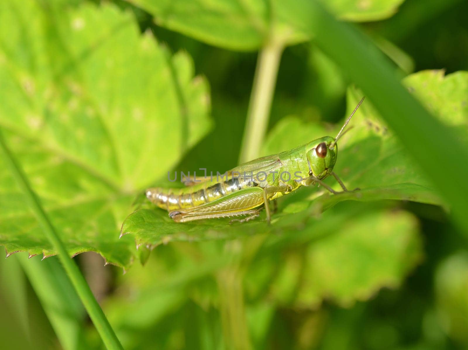 Common grasshopper