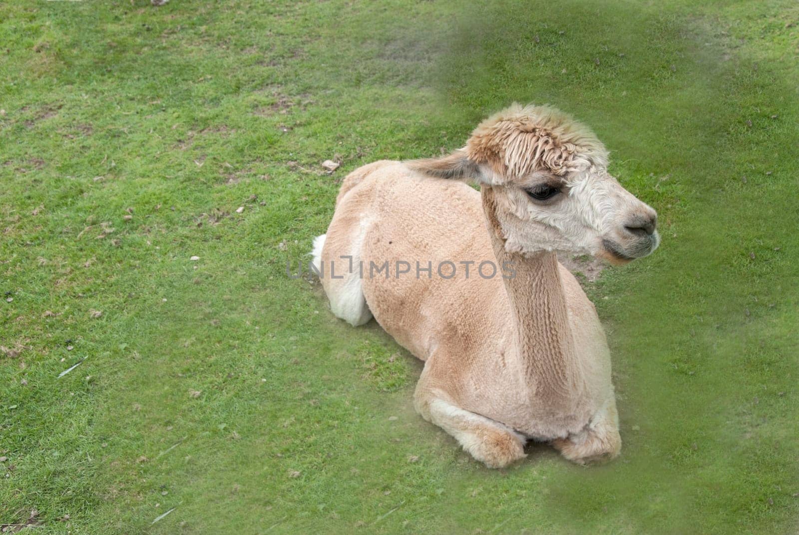 An Alpaca (Vicugna pacos) lying down