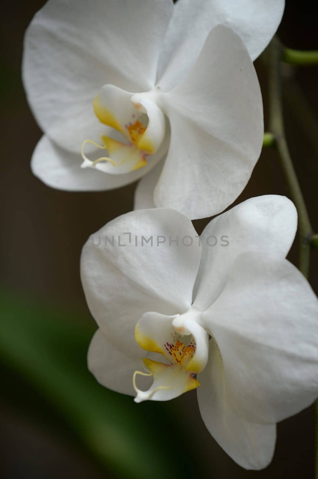 A close up shot of an Orchid outdoors