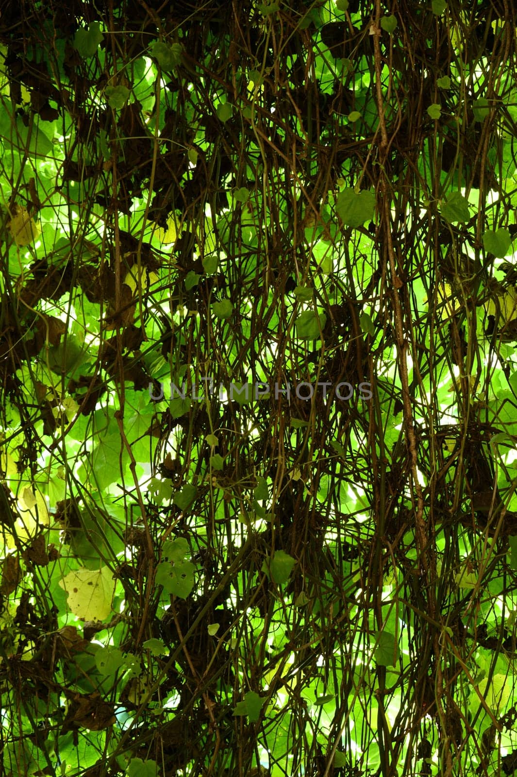 A close up shot of overgrown vines