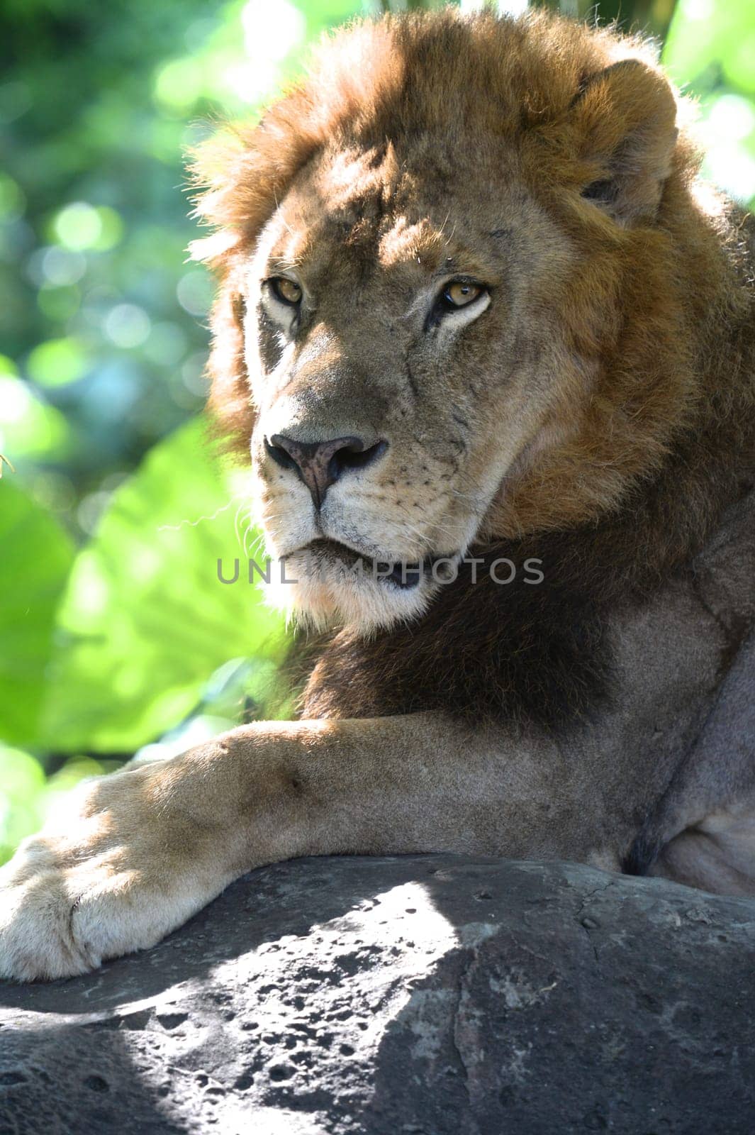 A shot of of an African Lion in the wild