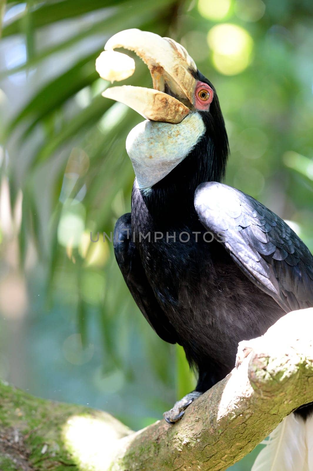 A close up shot of a wild Hornbill