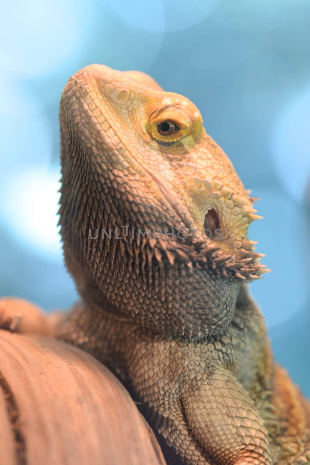 A close up shot of a Bearded Dragon Lizard