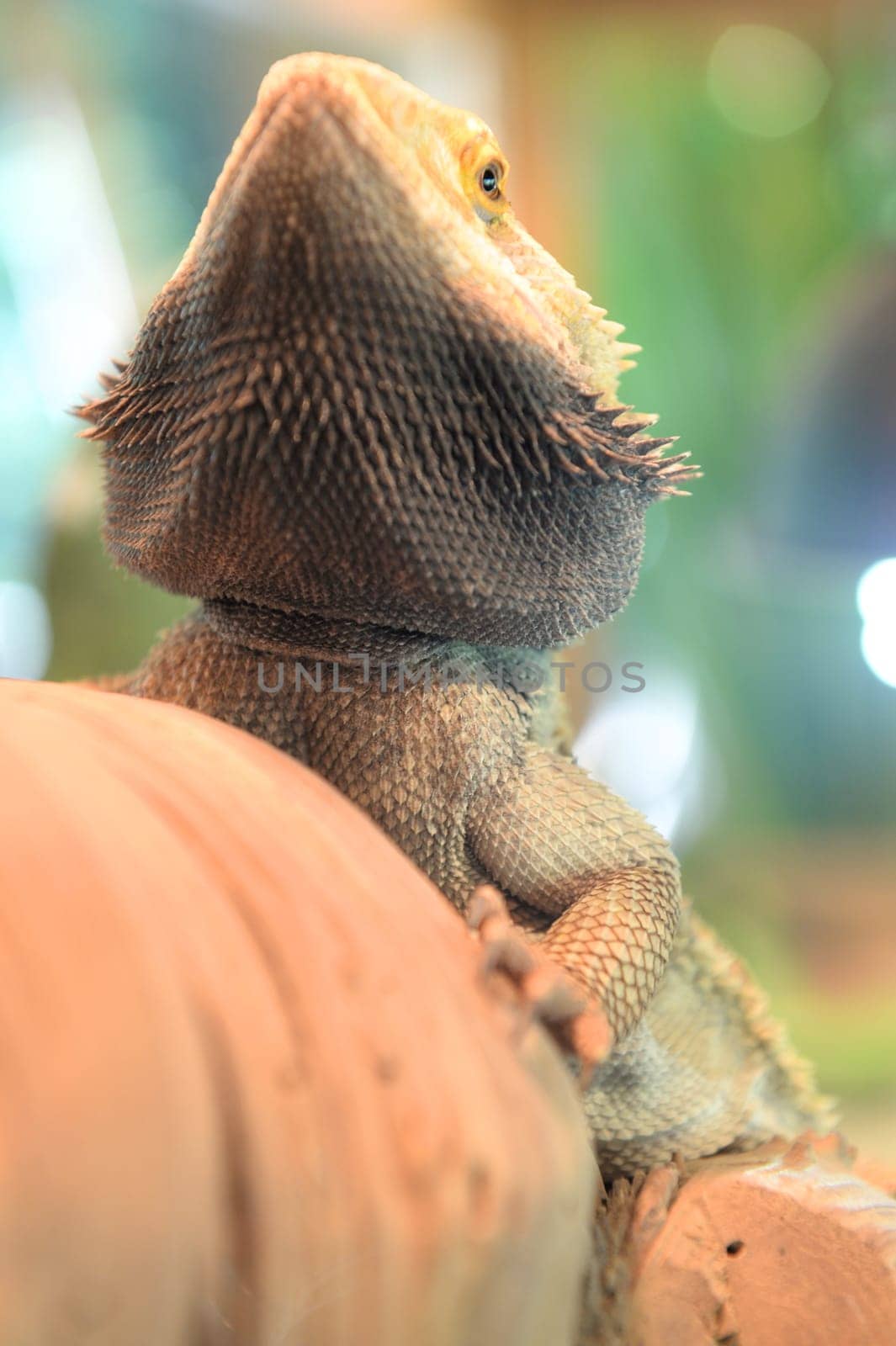 A close up shot of a Bearded Dragon Lizard