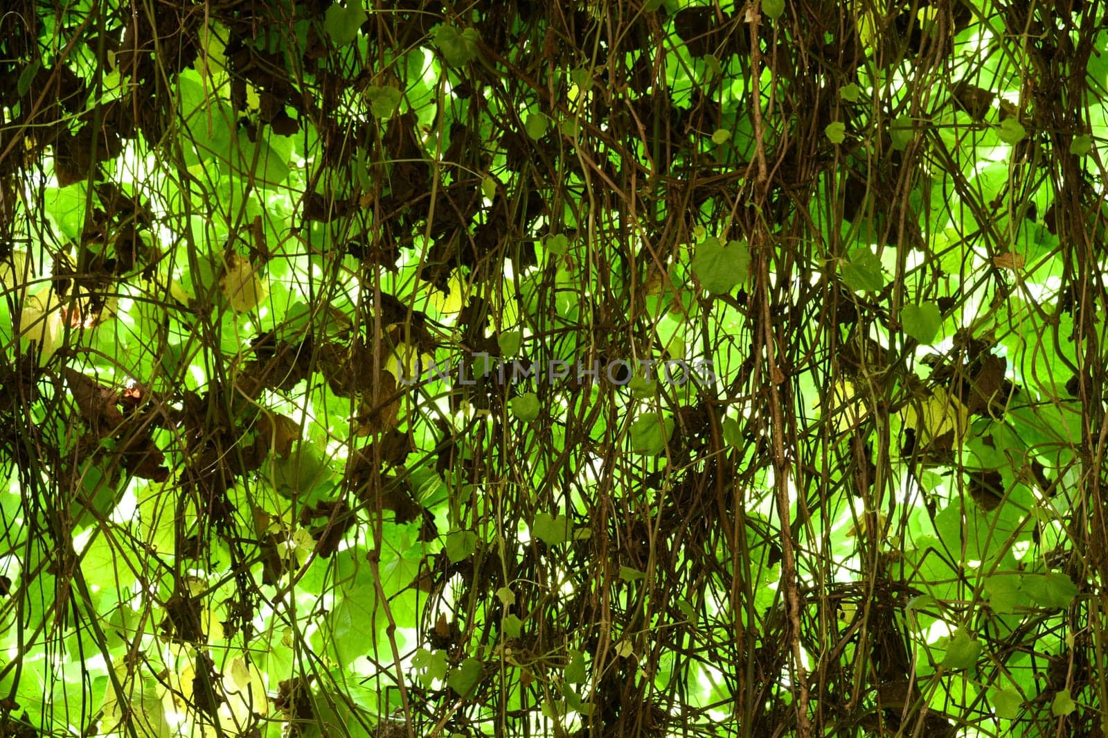 A close up shot of overgrown vines