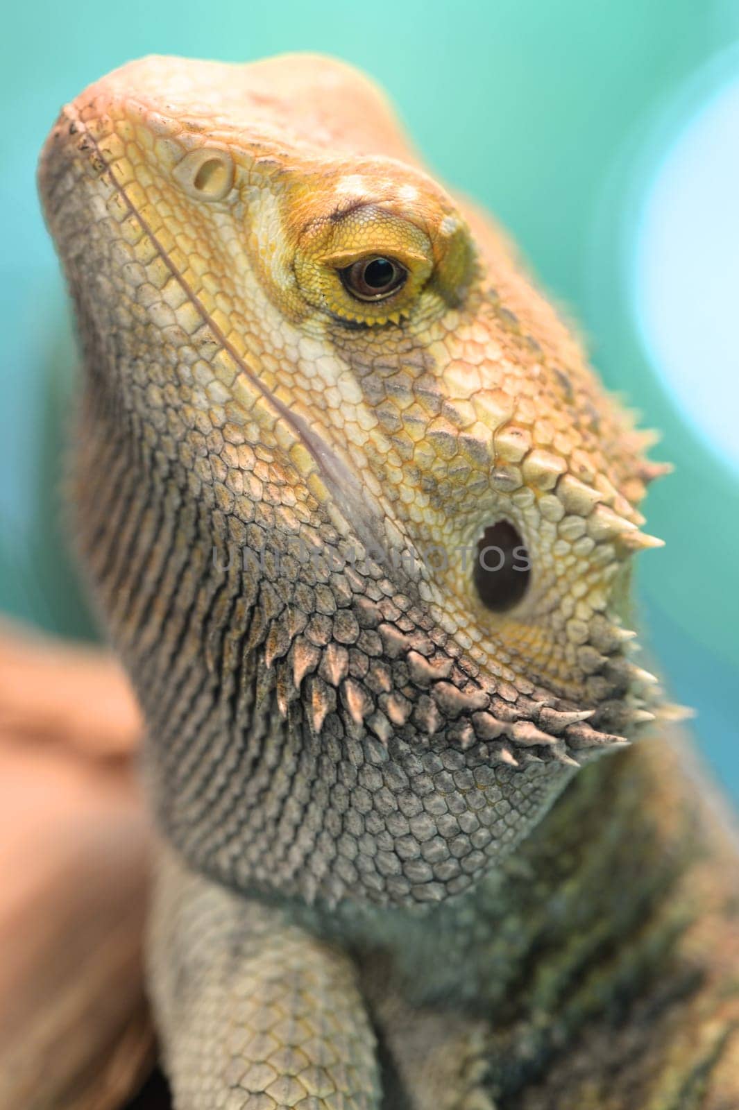 A close up shot of a Bearded Dragon Lizard