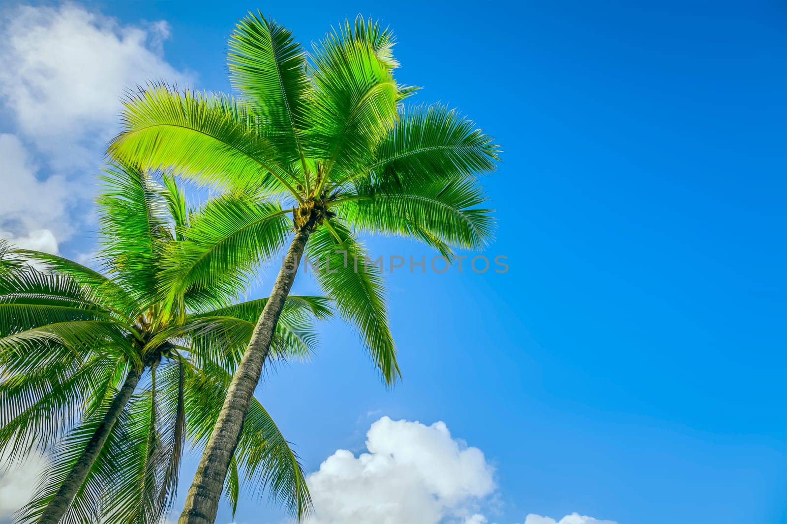An image of two nice palm trees in the blue sunny sky