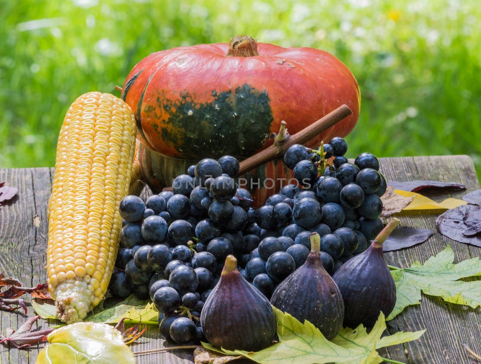 Fruits of autumn, pumpkin, figs, grapes, corn and leaves