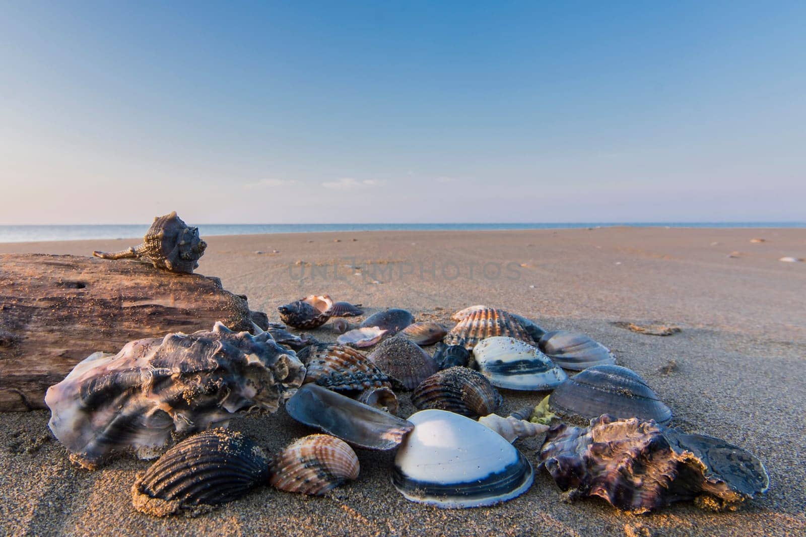 shells and pieces of wood, with the beach in the background