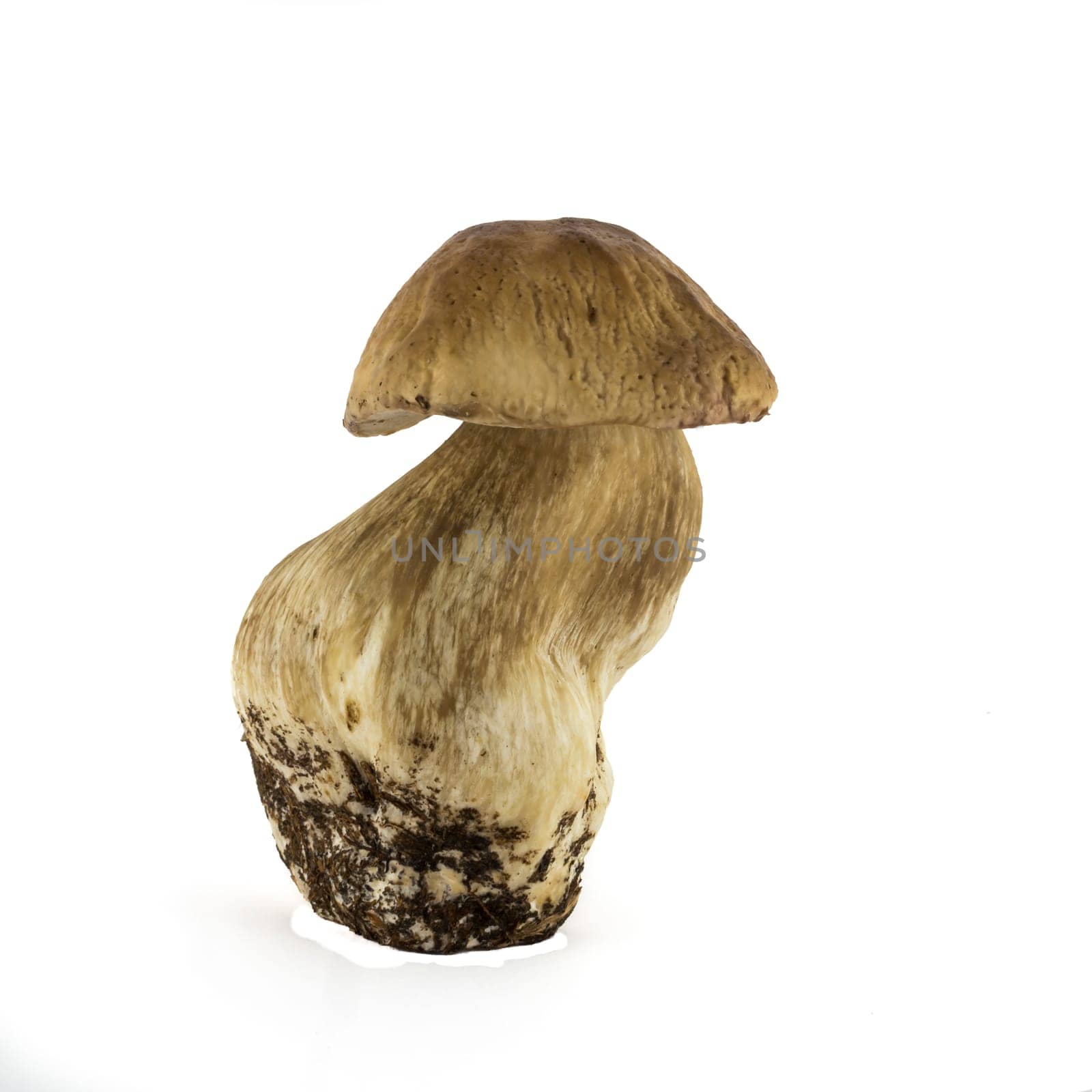 porcini mushroom, isolated on white background