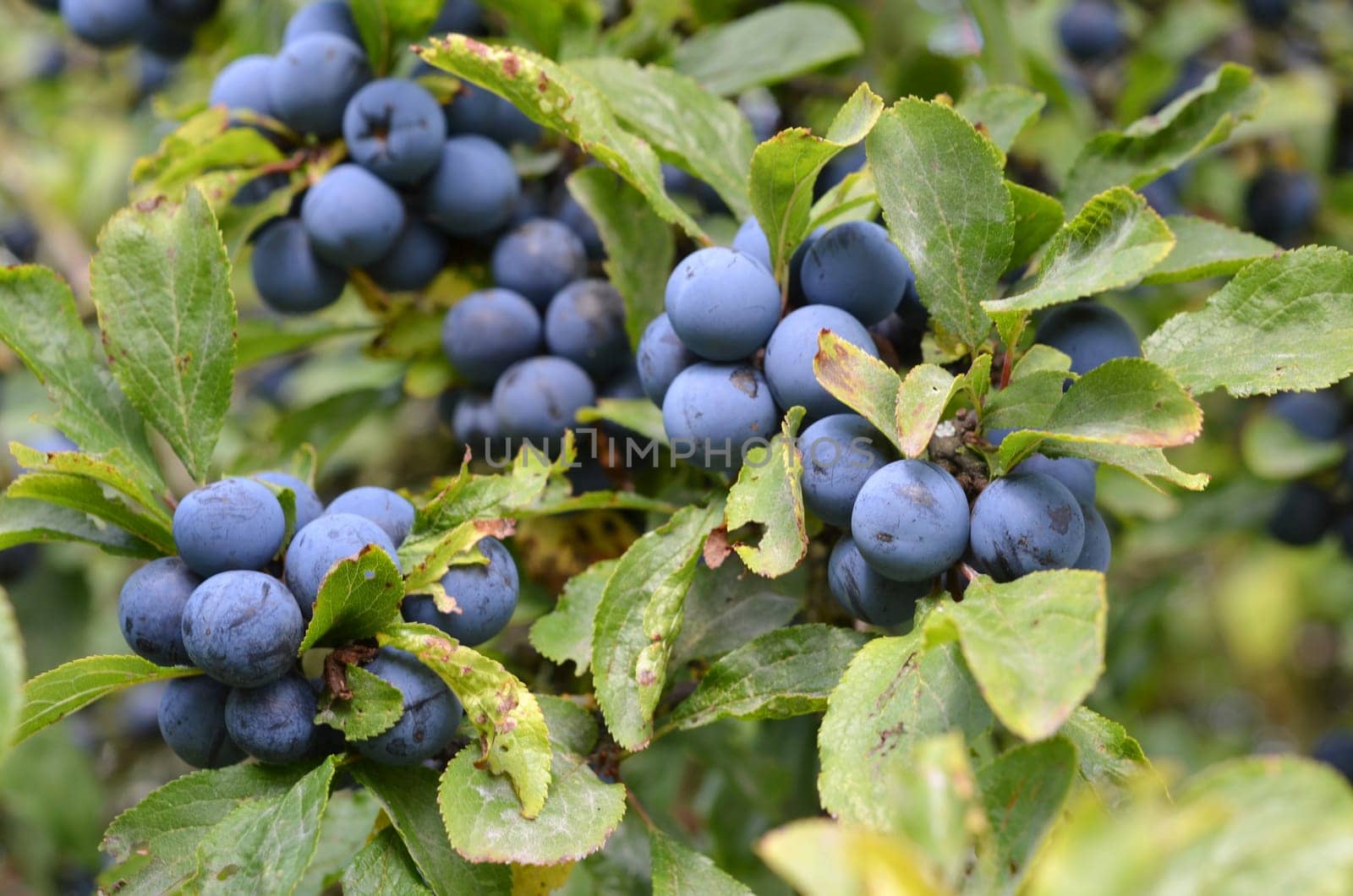Blackthorn