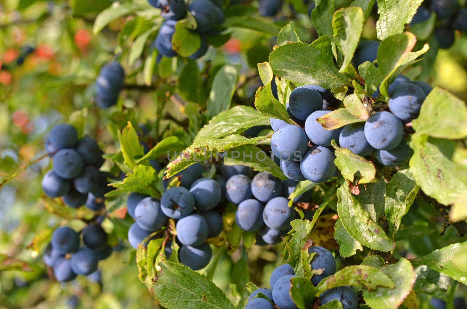 Blackthorn