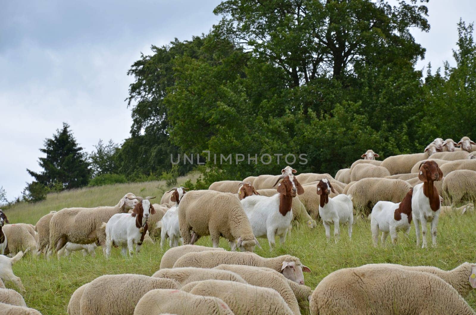 Schafherde