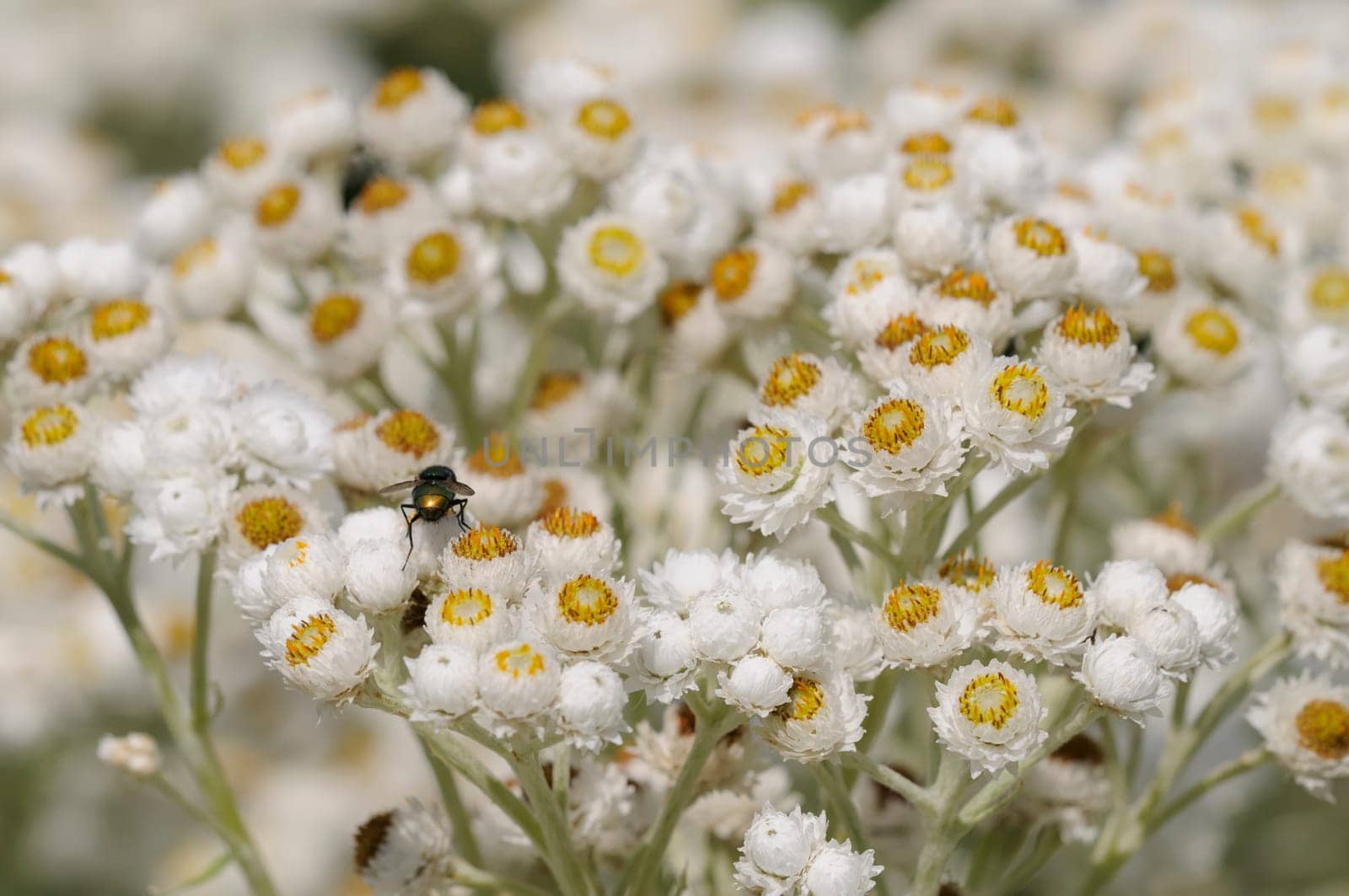 silberaster