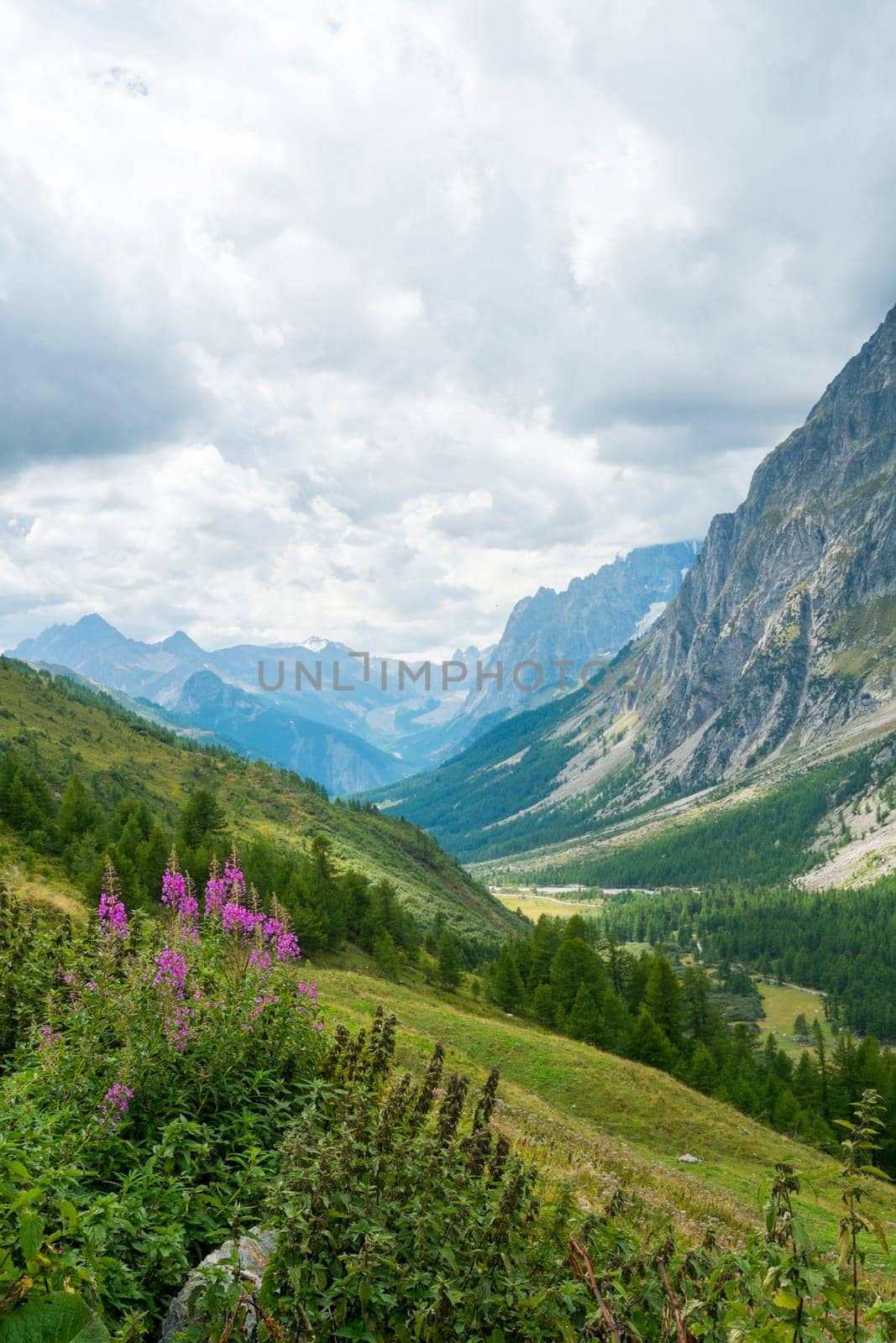 Wild flowers with Val Ferret valley in the background, in Italy, with overcast sky and rocky mountain range