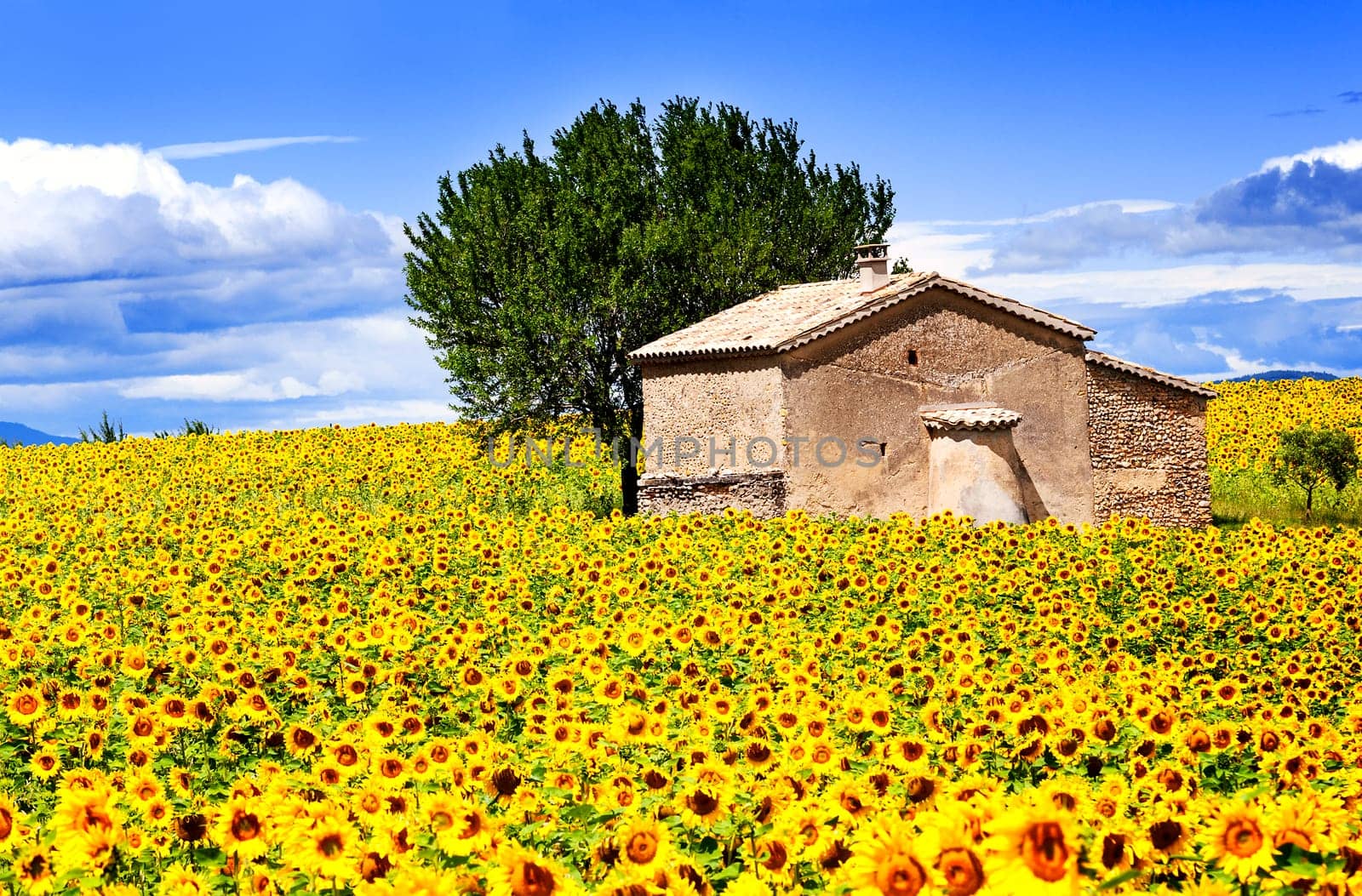 Beautiful landscape with sunflower field over cloudy blue sky and bright sun lights