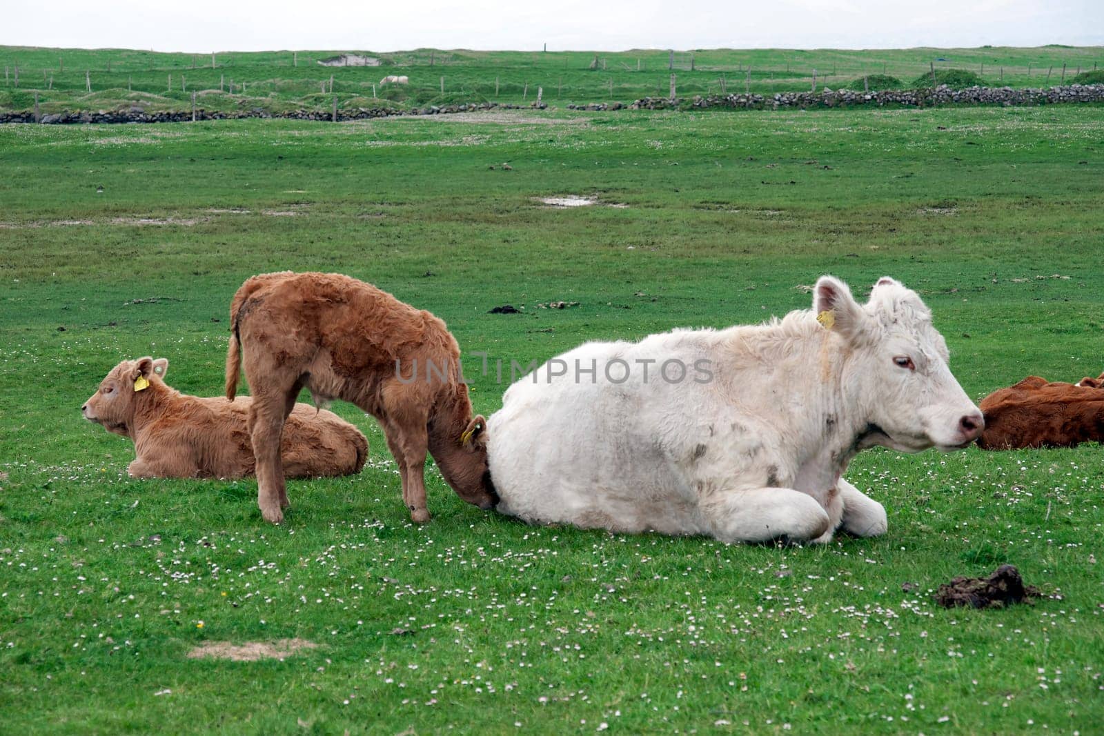 cattle feeding on the green grass of county Kerry Ireland on the wild atlantic way