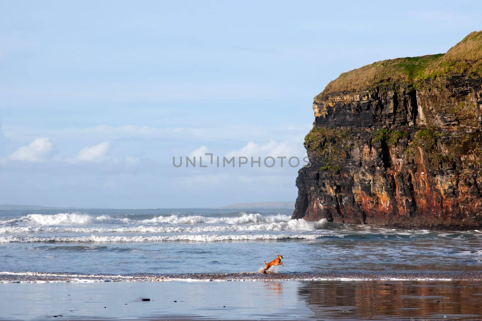 blur motion of dog running by cliffs of Ballybunion on the wild atlantic way in county Kerry Ireland
