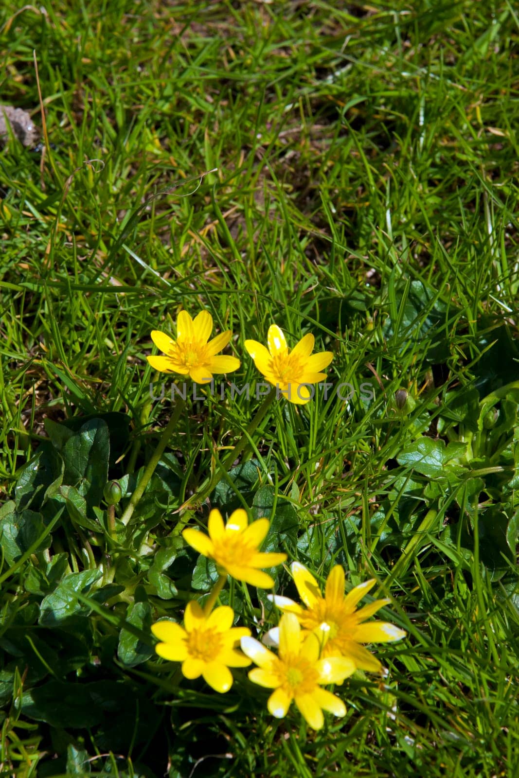 buttercups in a lush green garden lawn in county Kerry Ireland