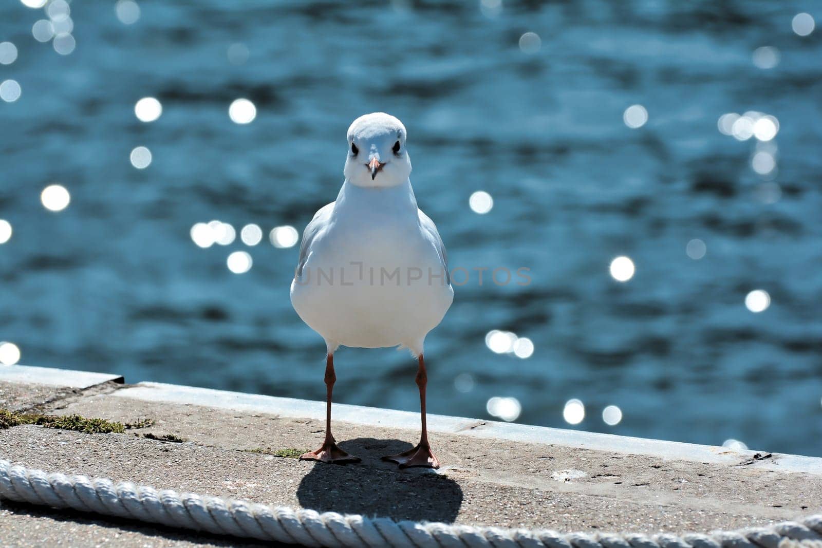 Seagull at the harbour