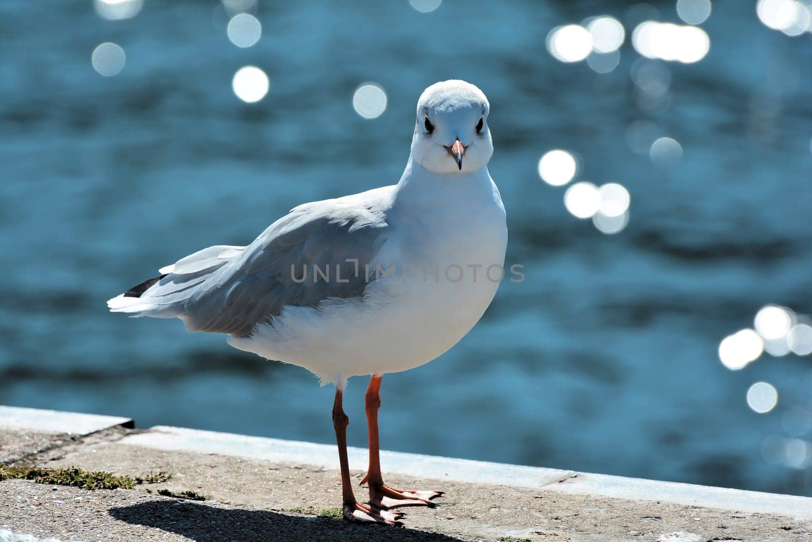 Seagull at the harbour