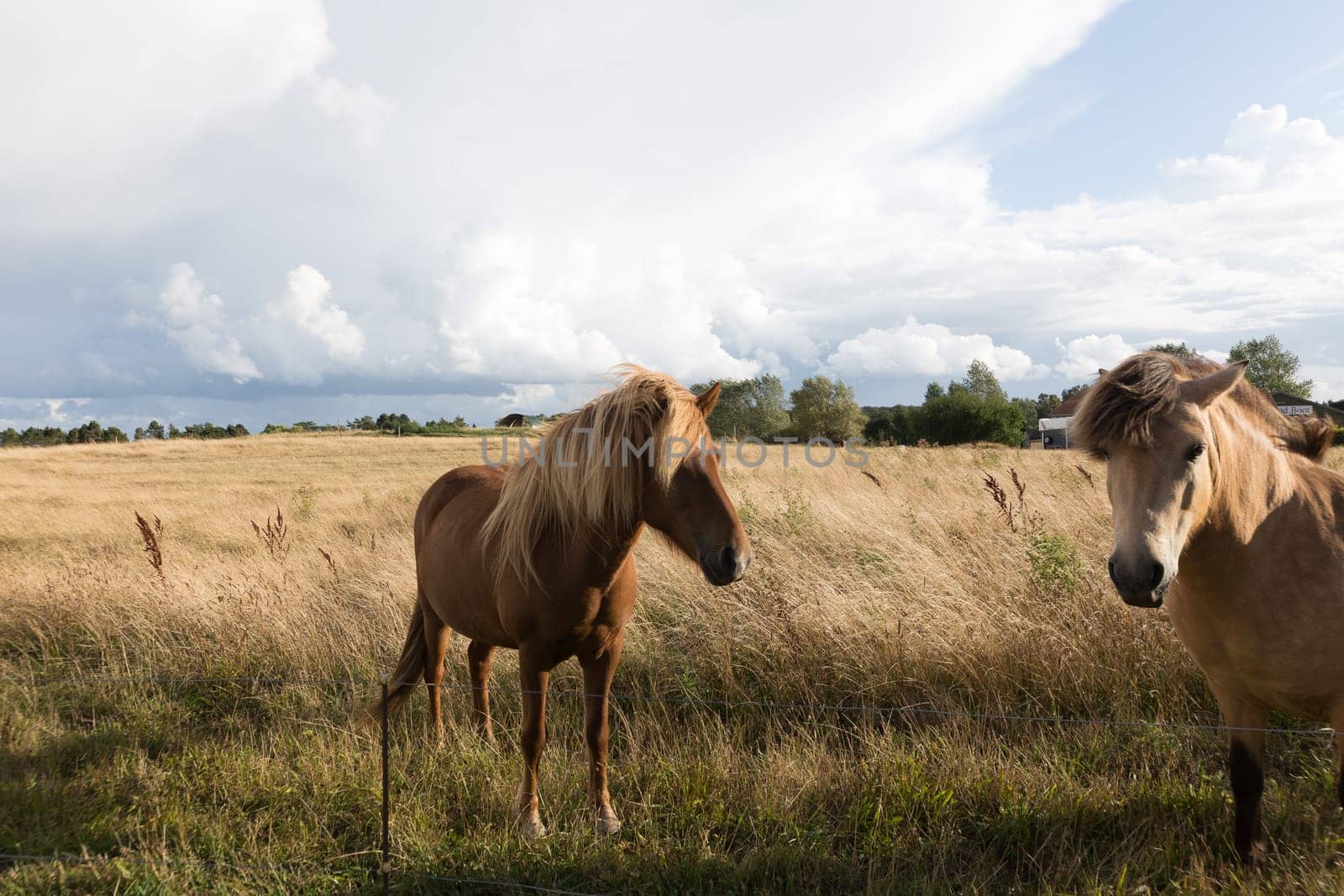 Two horses in the pasture in the evening light