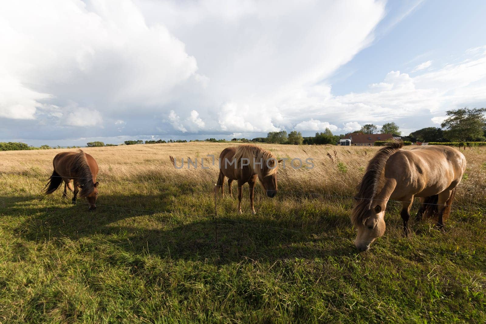 Three horses in the pasture at the Baltic Sea on Langeland