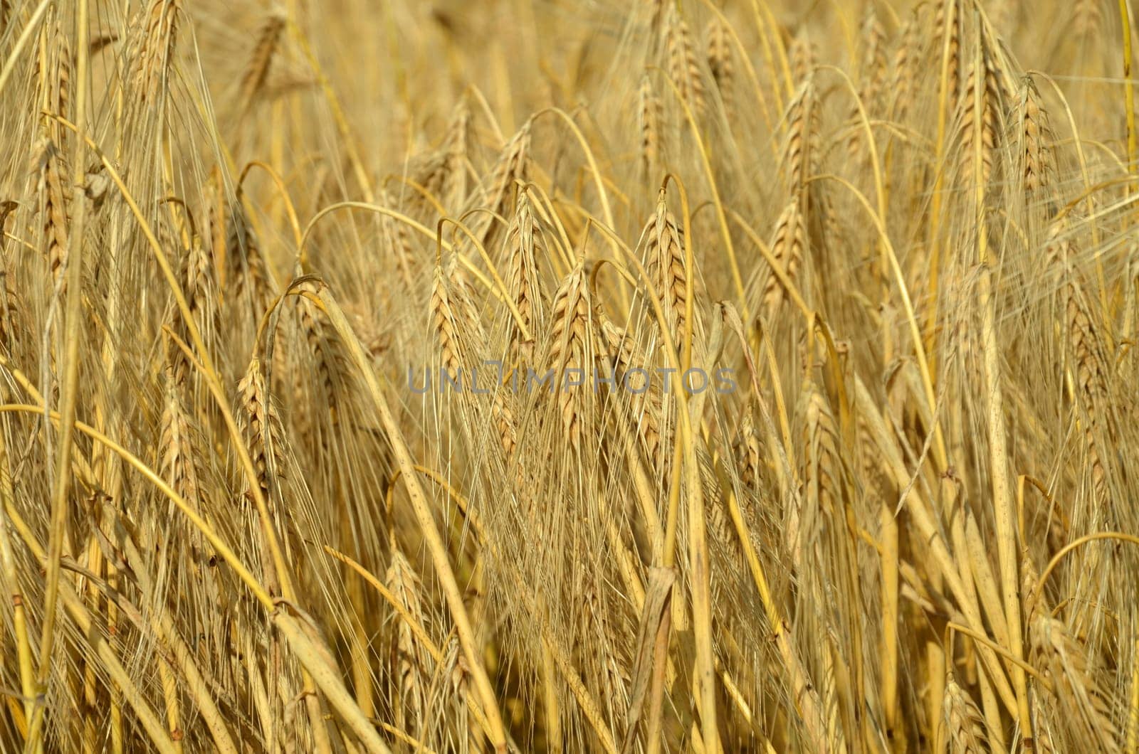 Barley