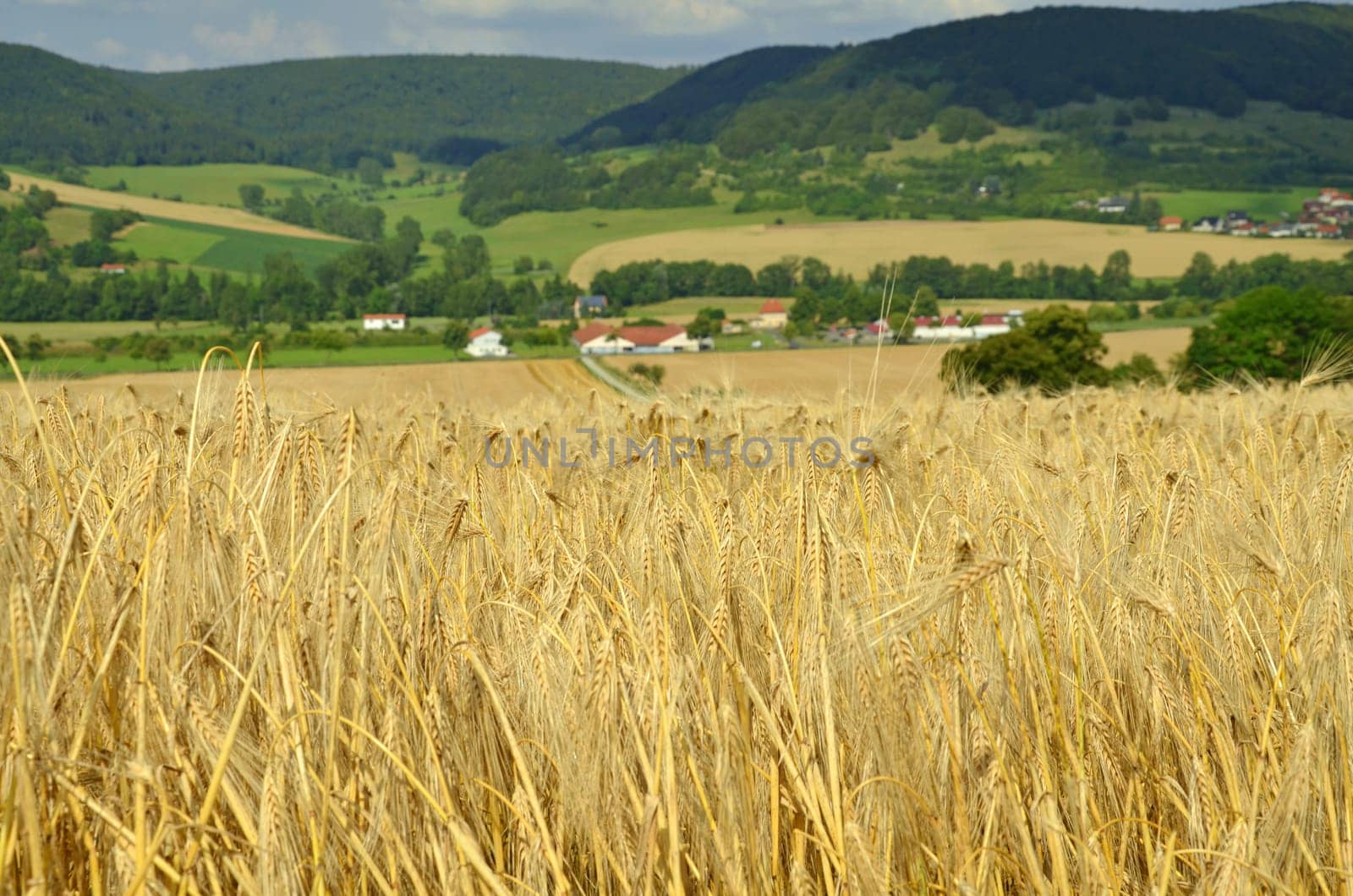 Barley