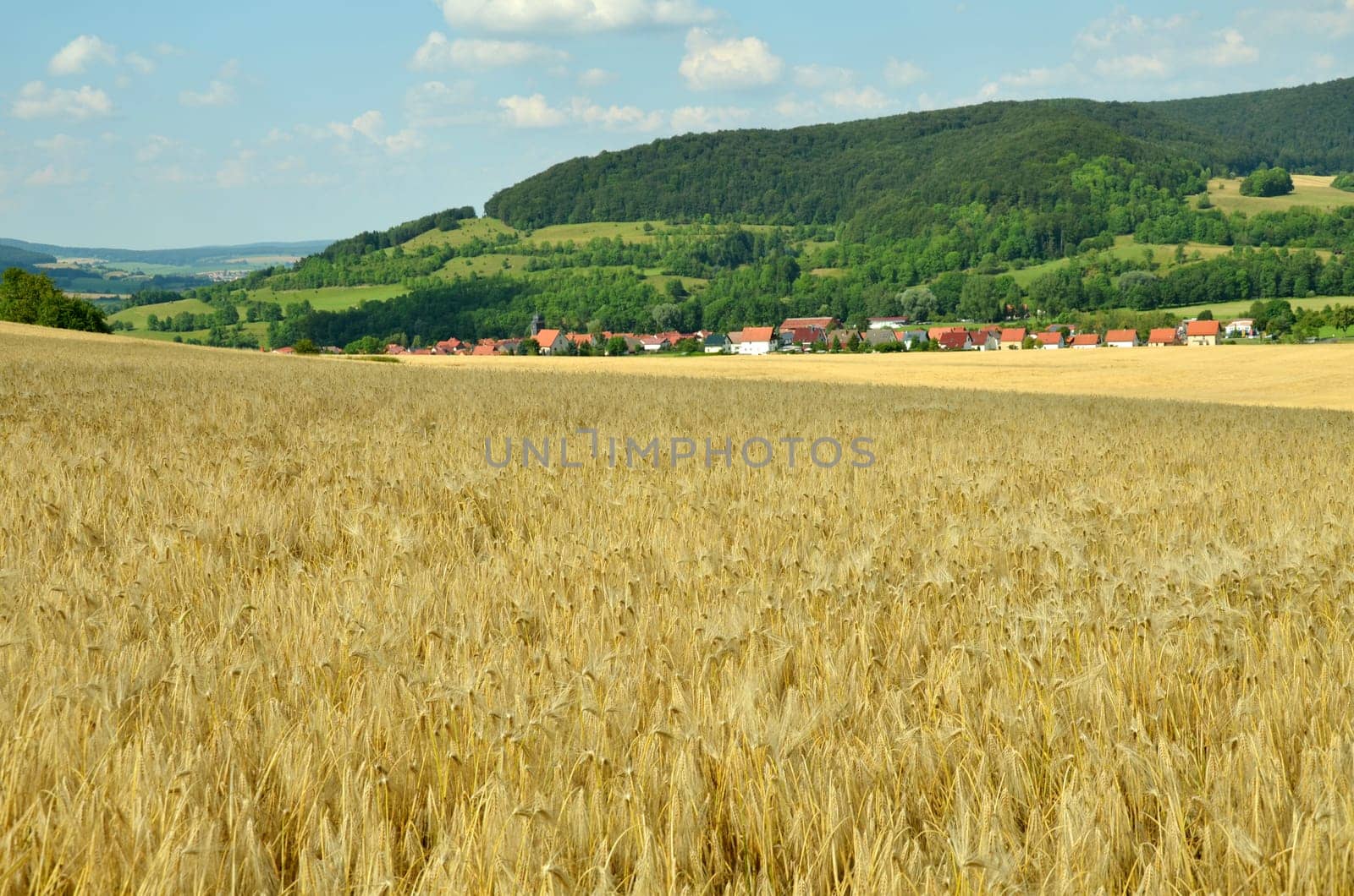 Barley