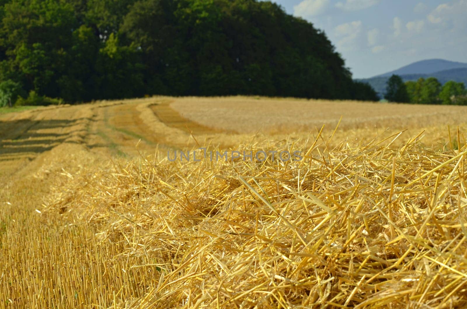 fresh straw
