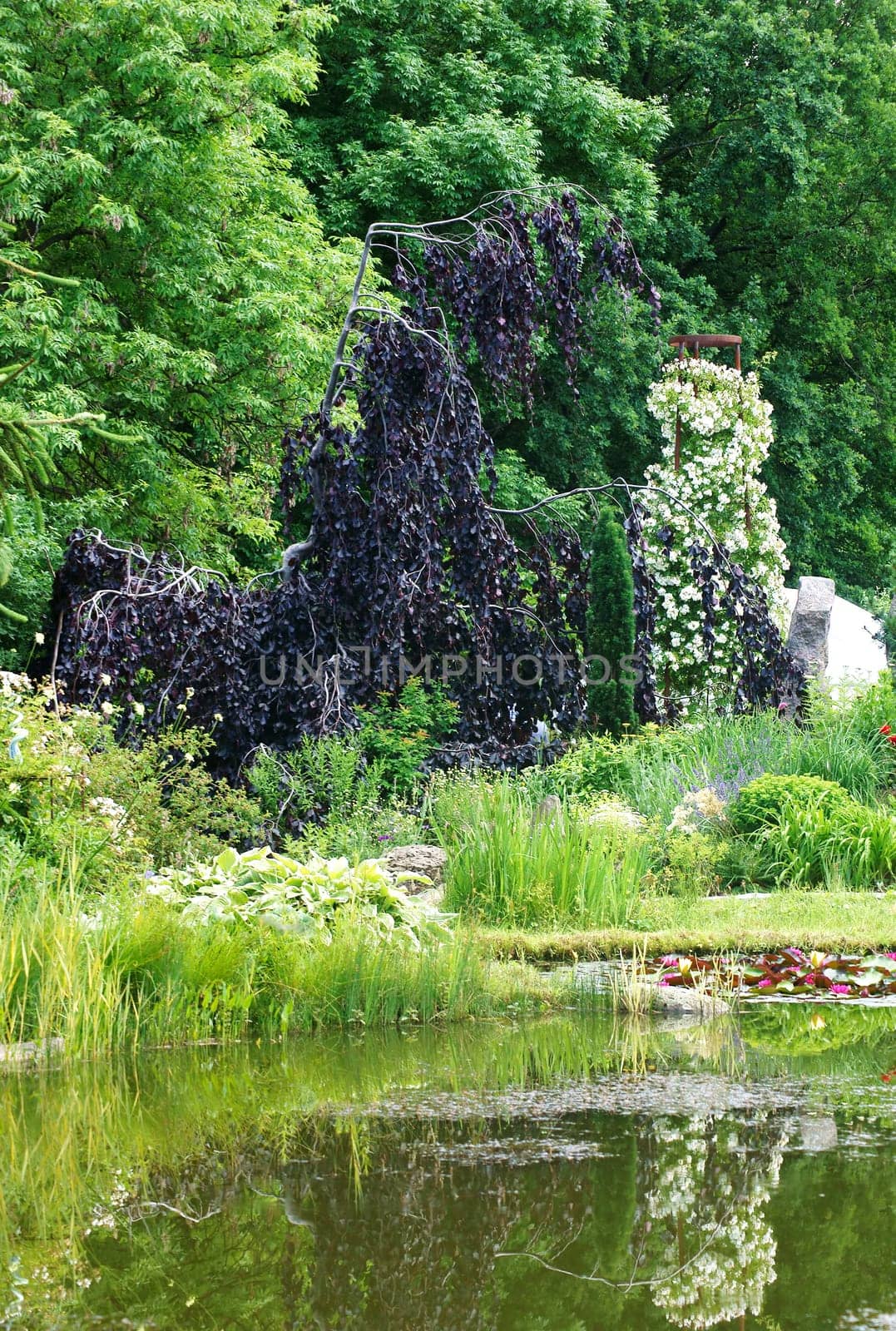 The photograph of a garden pond with plants,water lilies and reflections.