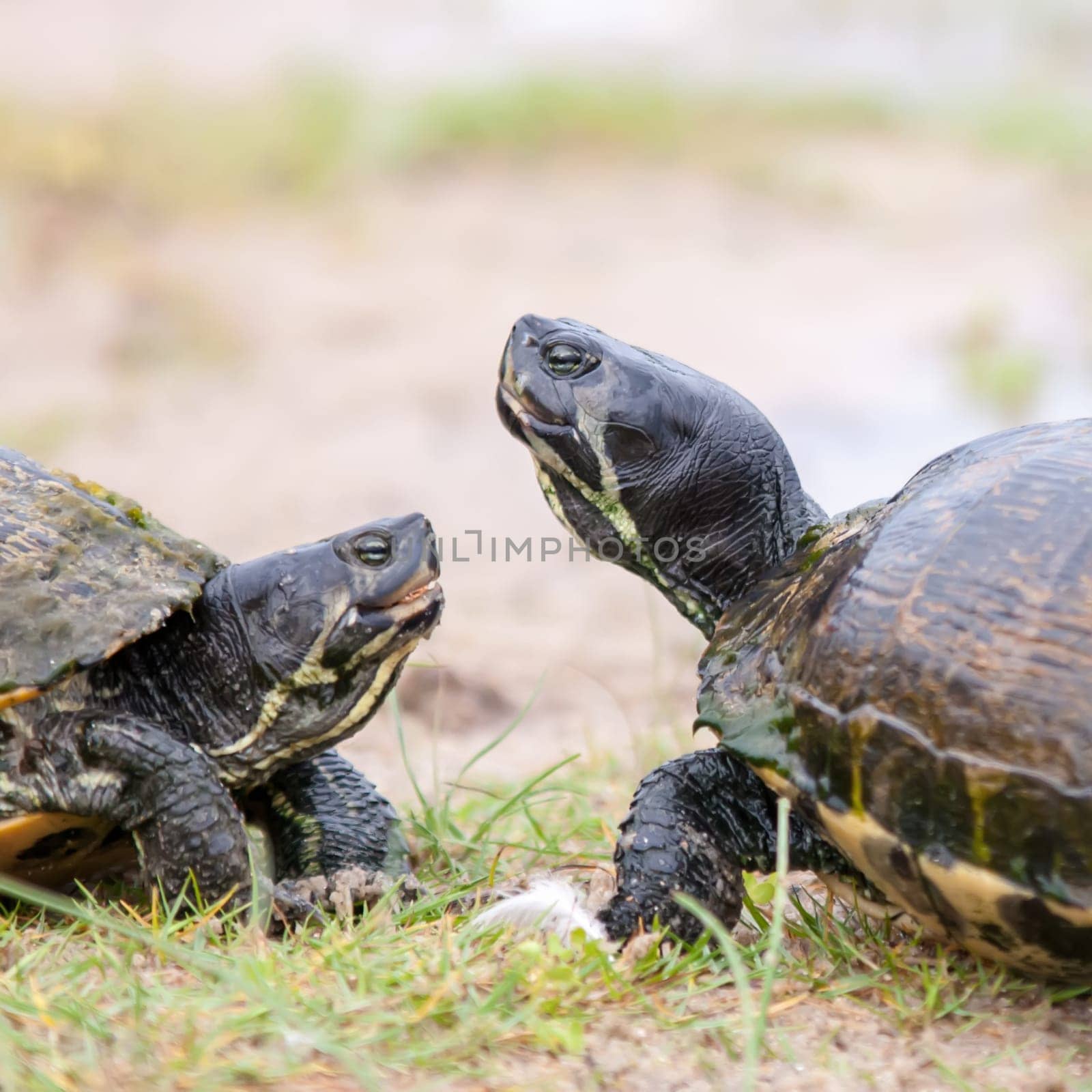 turtles feedign on the sandy beach