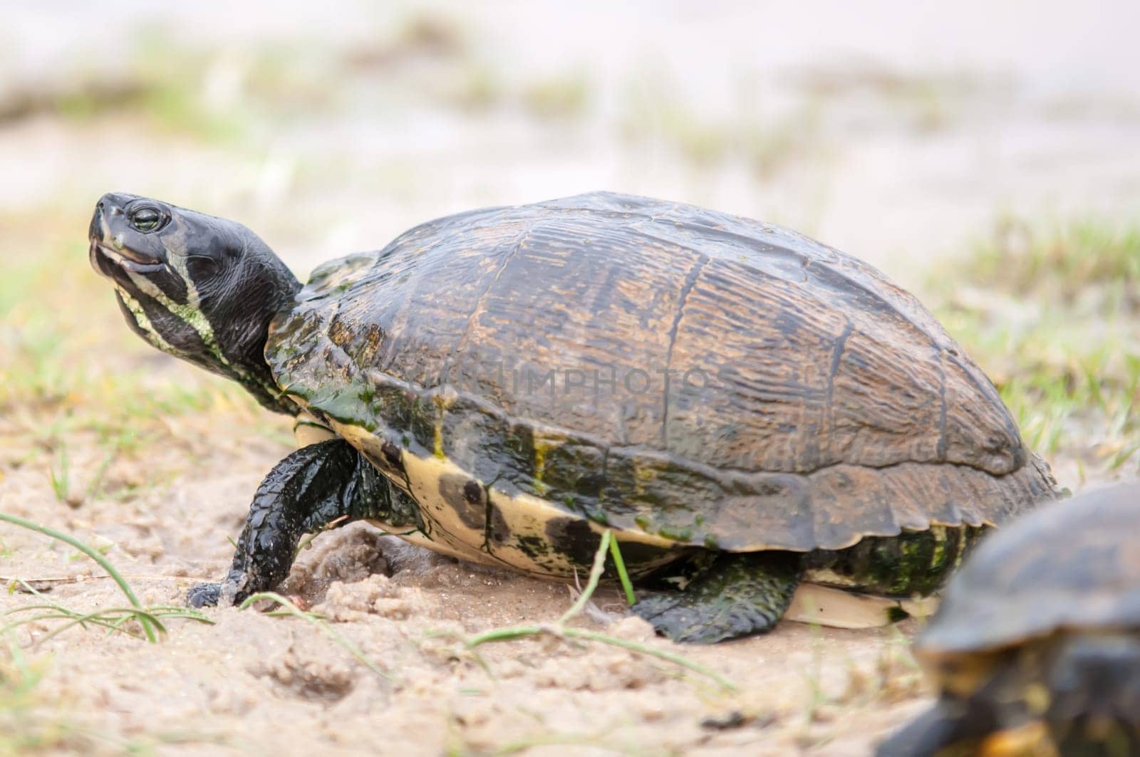 turtles feedign on the sandy beach