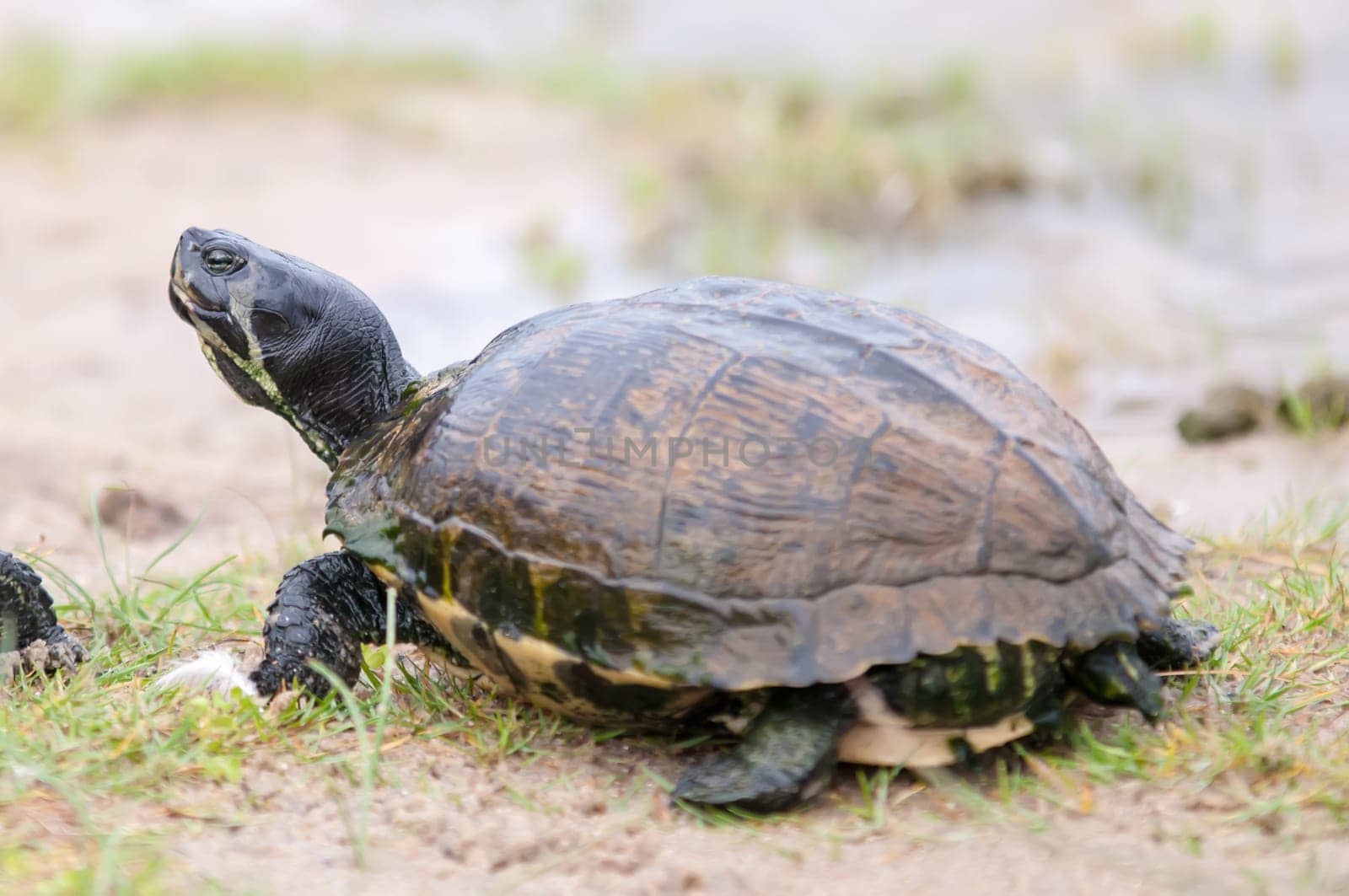turtles feedign on the sandy beach