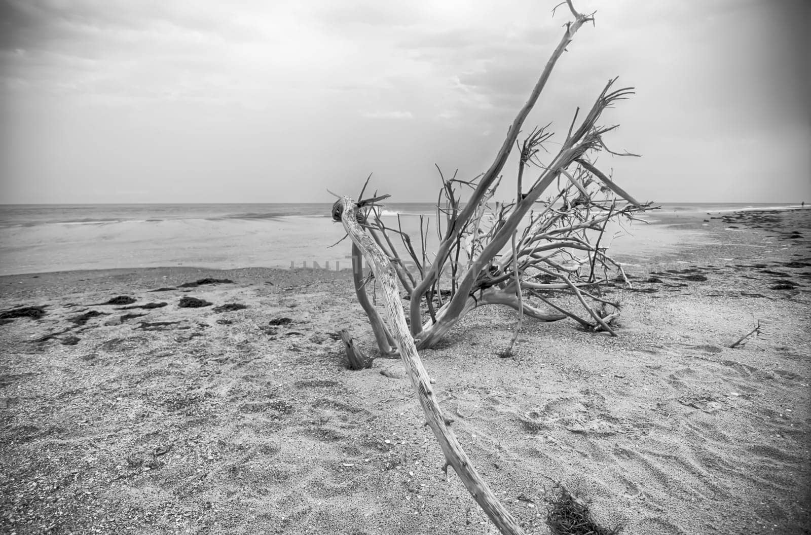 Cape Hatteras National Seashore on Hatteras Island North Carolina USA